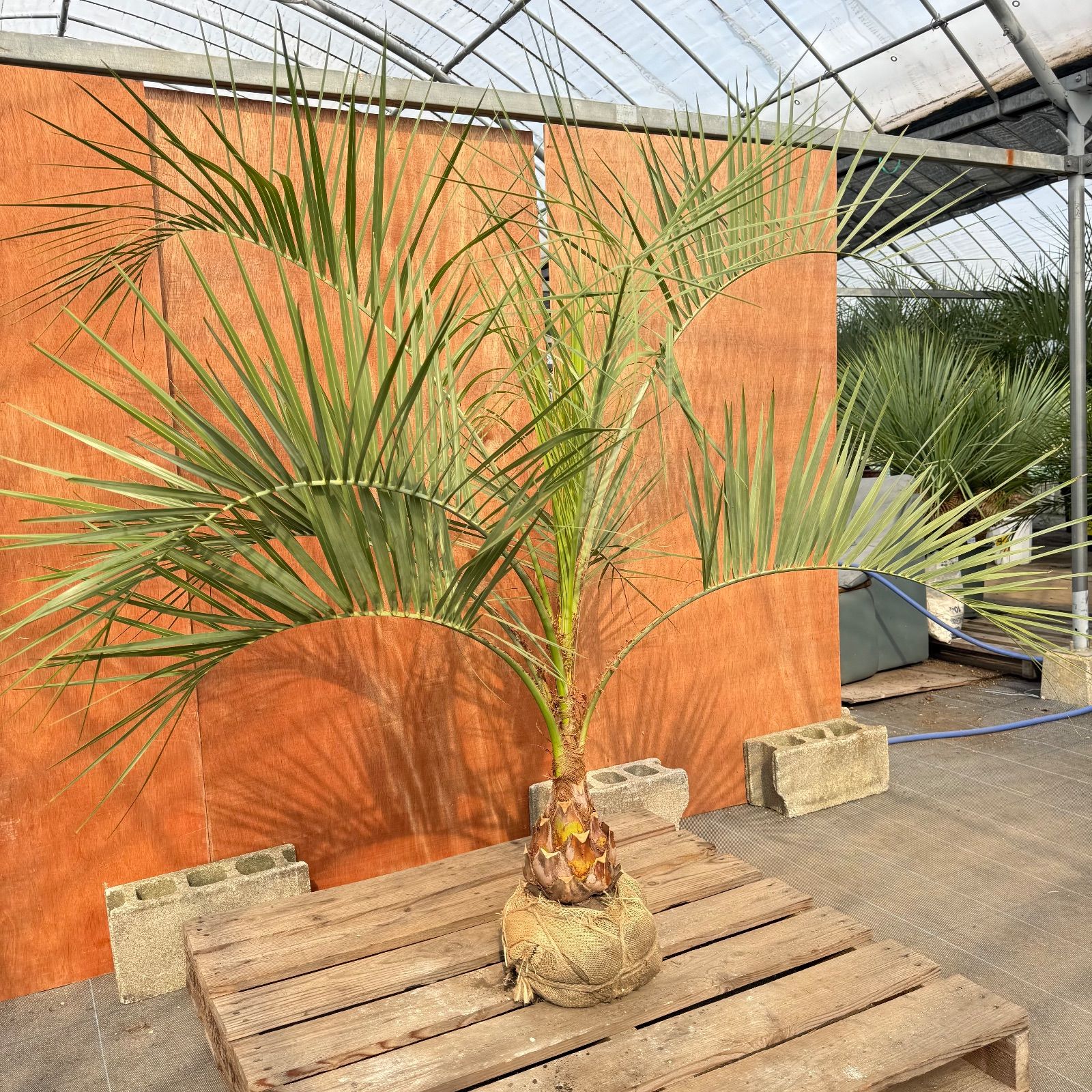 お庭がリゾートに🌴ココスヤシ【幹太50cm／葉先150cm】シルバーリーフ