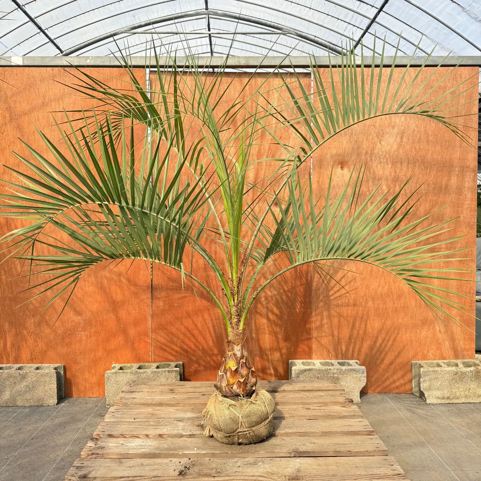 ココスヤシ 幹太　シルバーリーフ お庭がリゾートに🌴ココスヤシ【幹太50cm／葉先150cm】シルバーリーフ