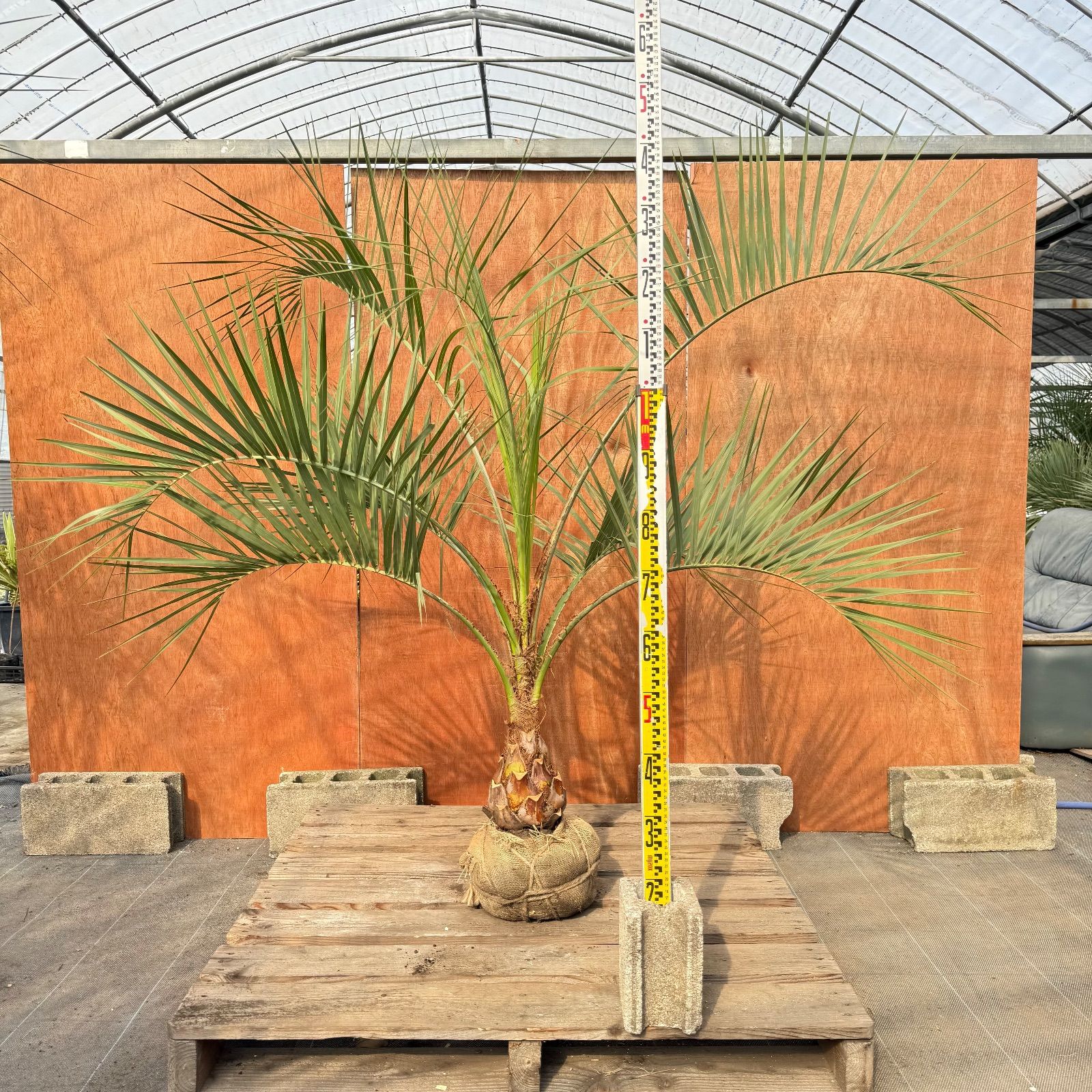 お庭がリゾートに🌴ココスヤシ【幹太50cm／葉先150cm】シルバーリーフ