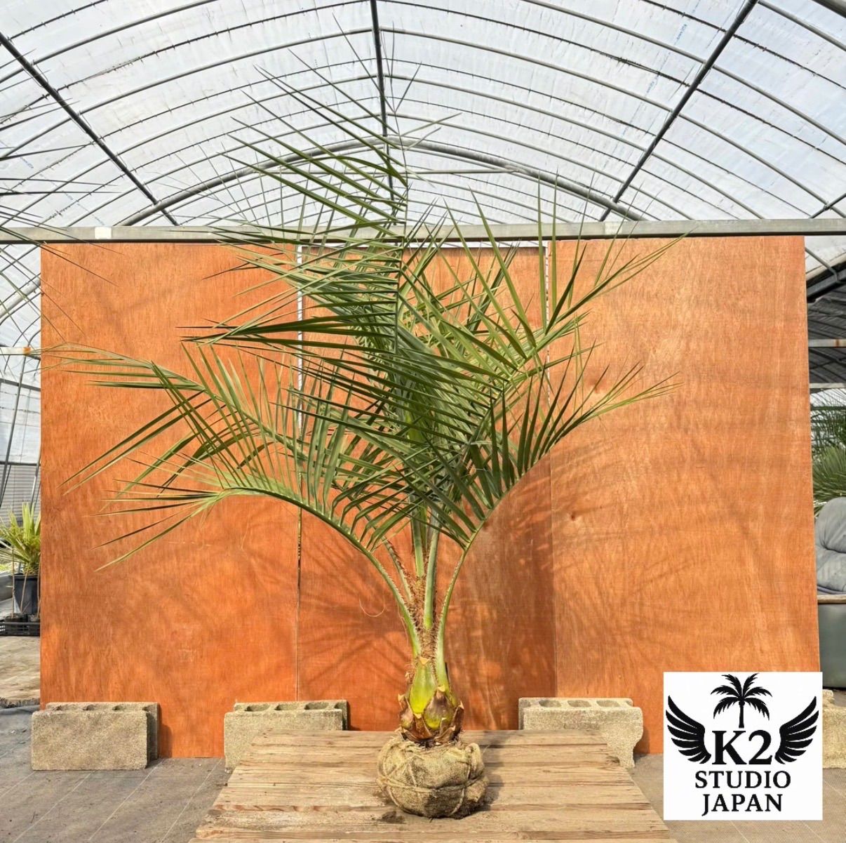 お庭がリゾートに🌴ココスヤシ【幹太50cm／葉先180cm】シルバーリーフ