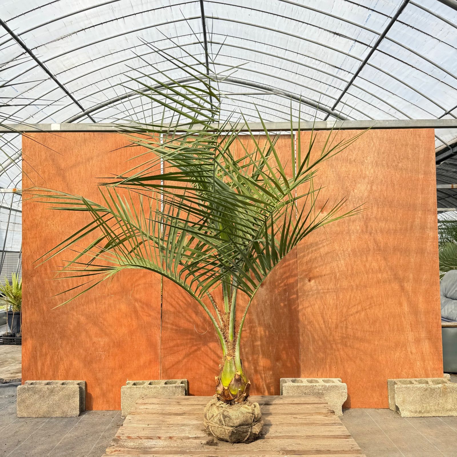 お庭がリゾートに🌴ココスヤシ【幹太50cm／葉先180cm】シルバーリーフ