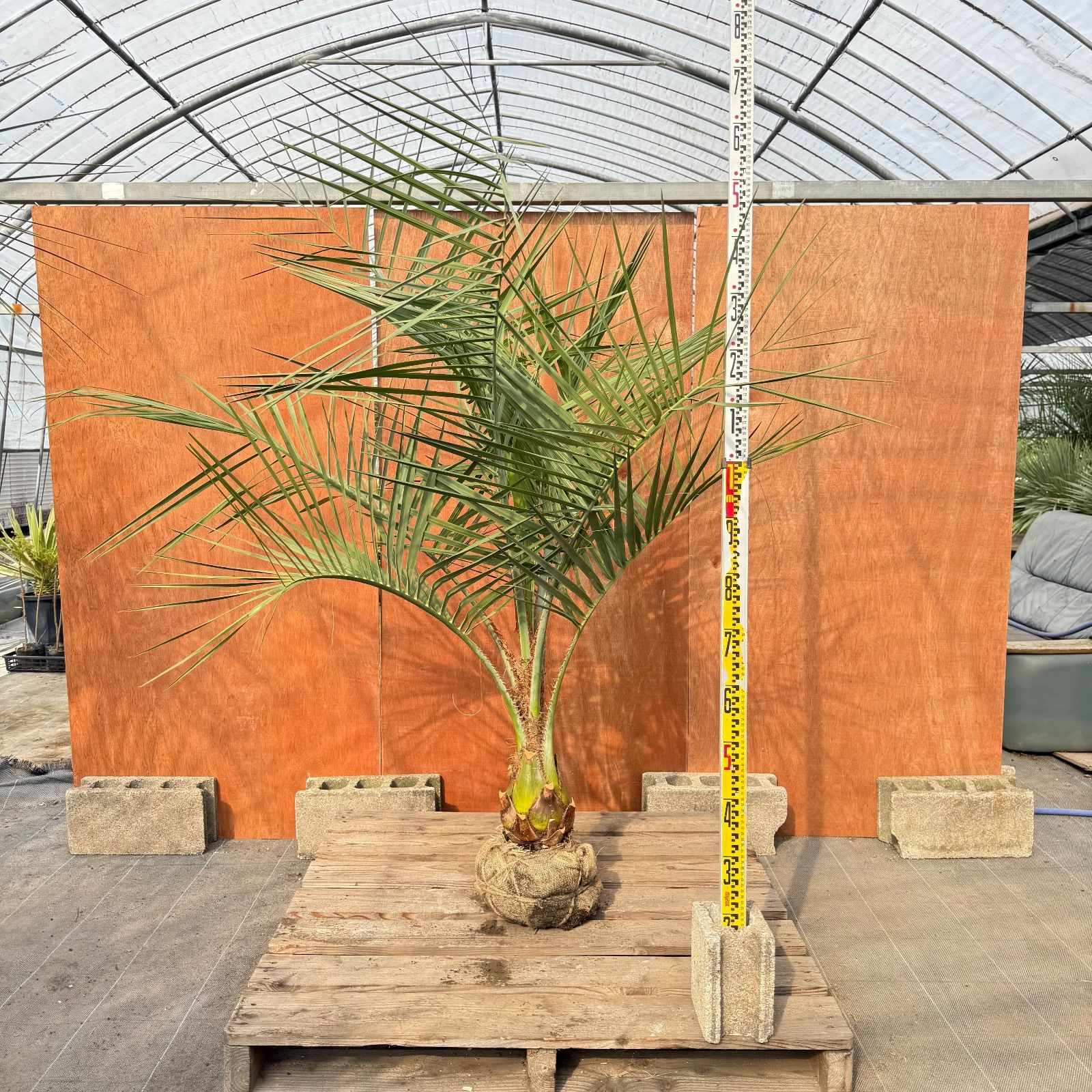 お庭がリゾートに🌴ココスヤシ【幹太50cm／葉先180cm】シルバーリーフ