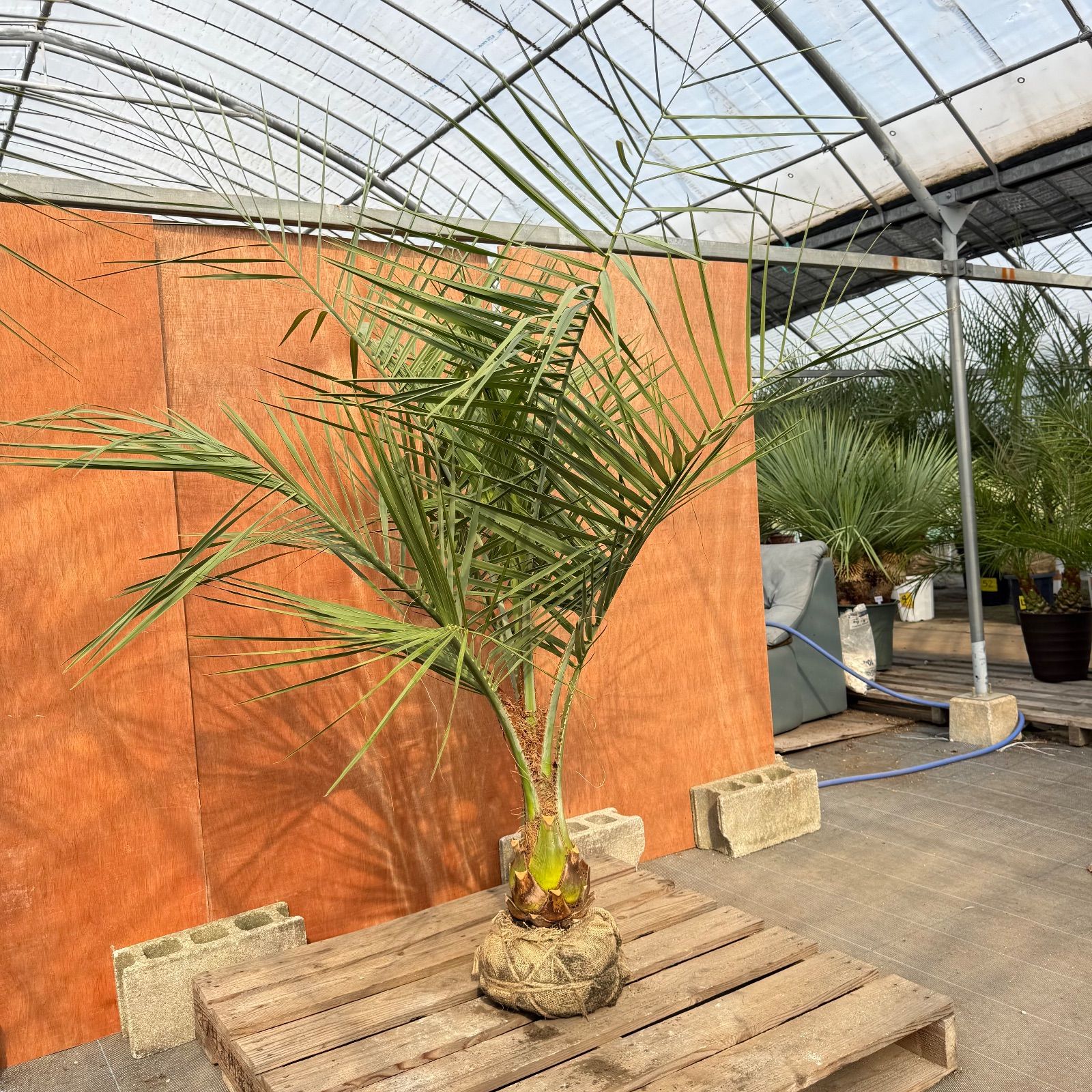 お庭がリゾートに🌴ココスヤシ【幹太50cm／葉先180cm】シルバーリーフ