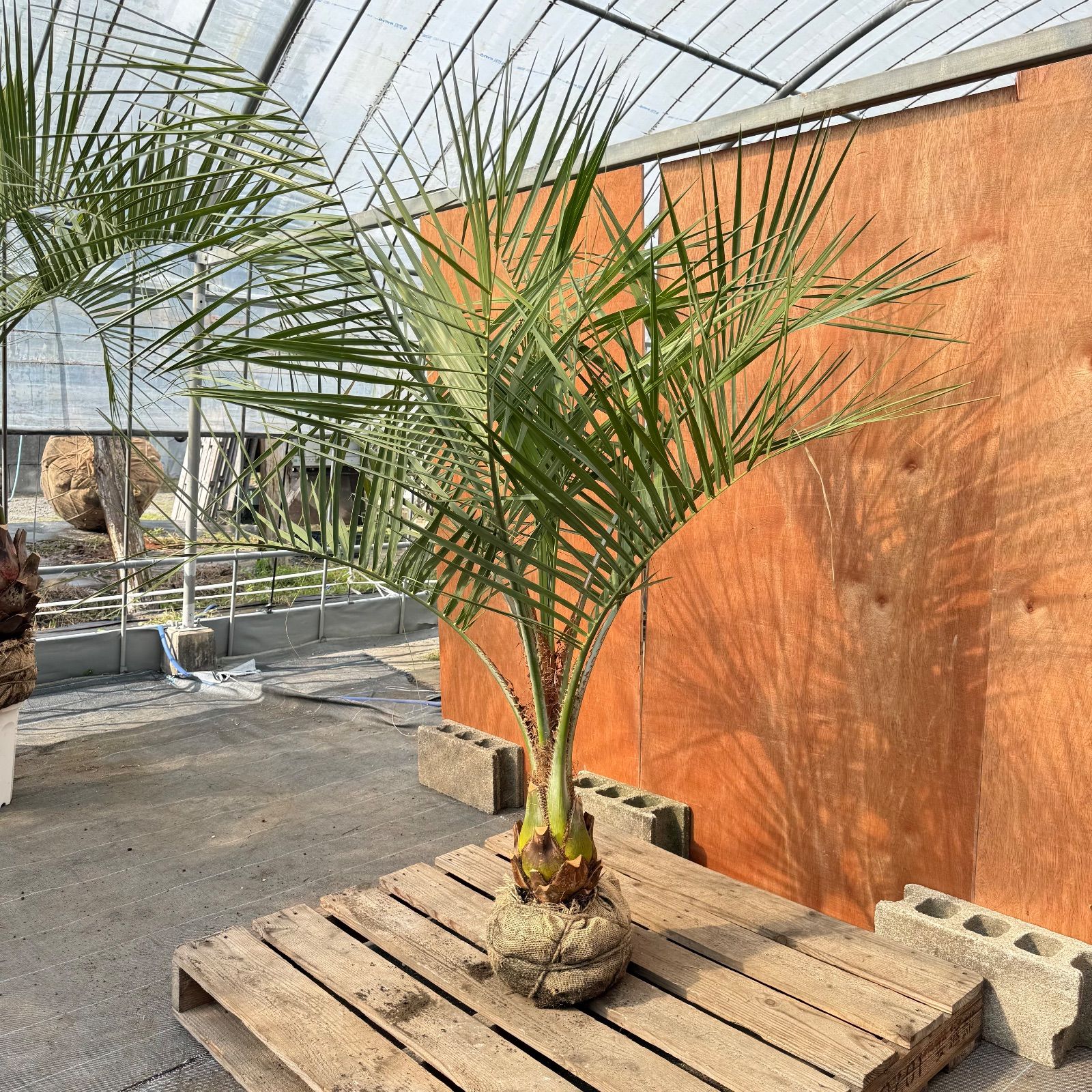 お庭がリゾートに🌴ココスヤシ【幹太50cm／葉先180cm】シルバーリーフ