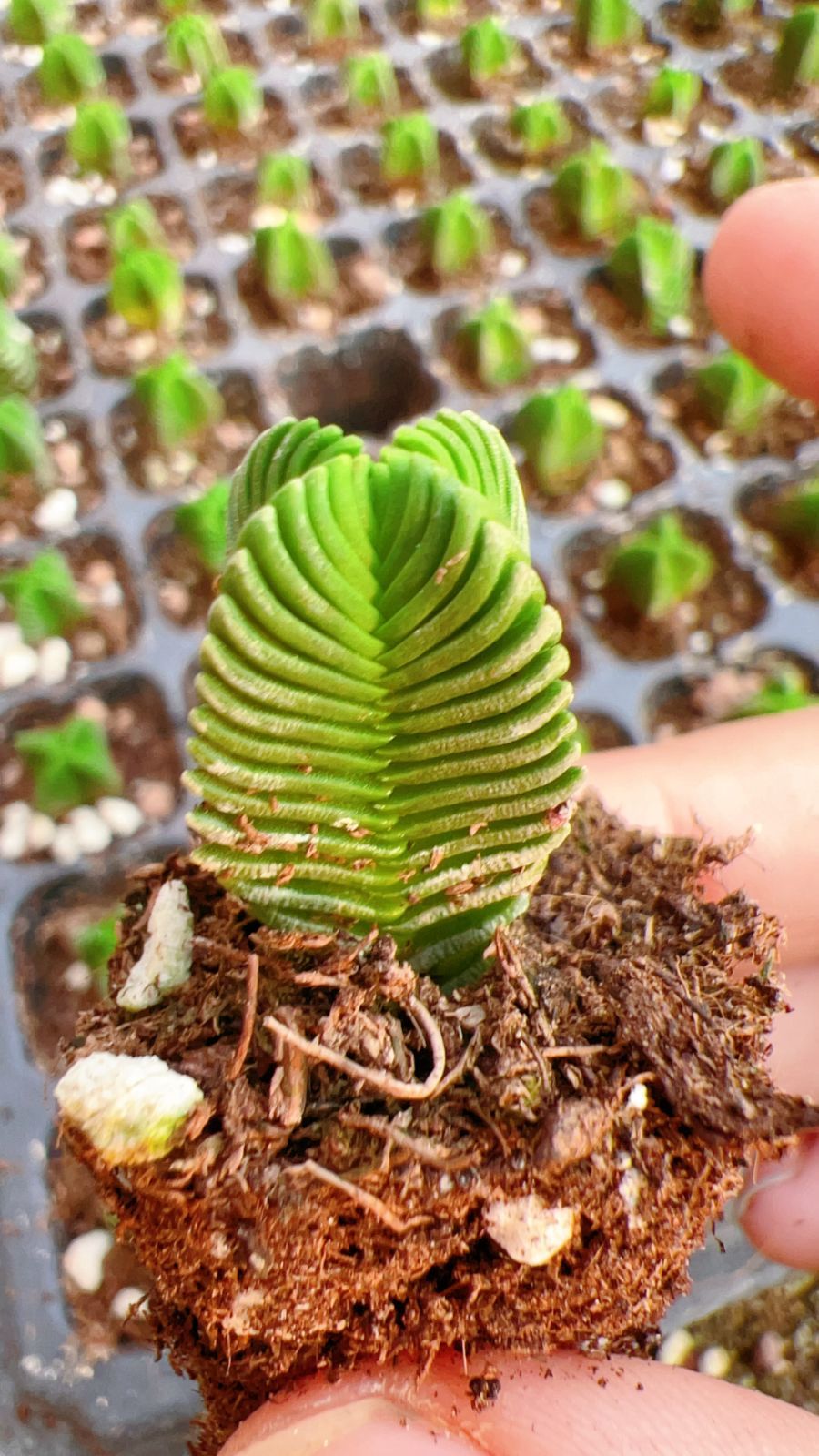 新発売 LL104 四稜クラッスラ 128苗セット 土と根付き 多肉植物