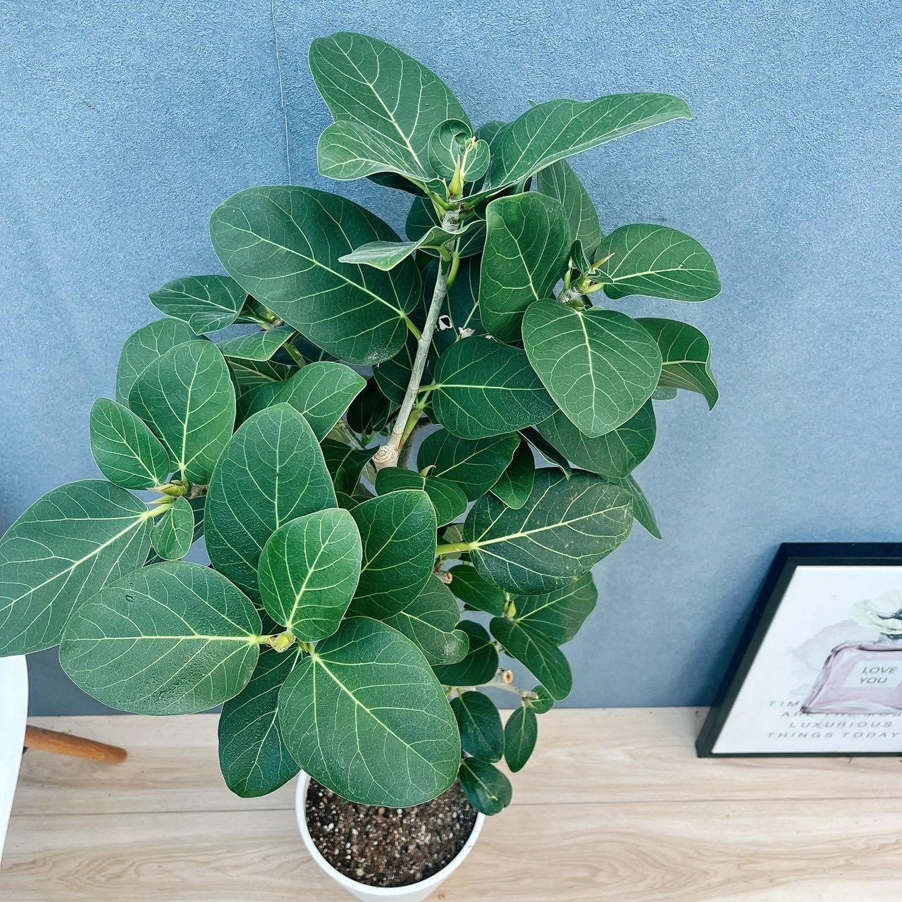 現品］☆人気☆ 31番 フィカス ベンガレンシス 曲がり 8号 観葉植物