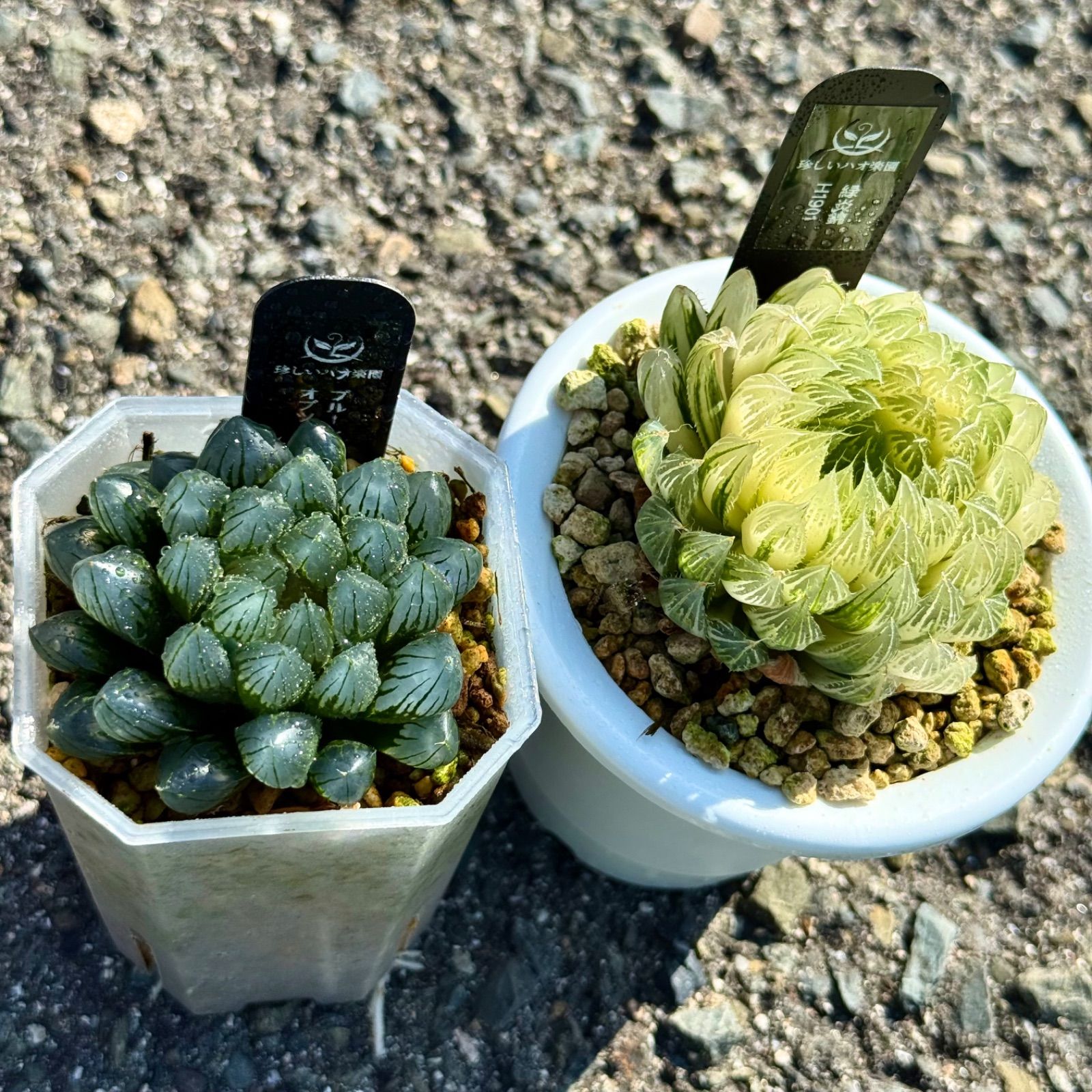 年末セール 緑炎錦H1901、ブルーレイオブツーサ