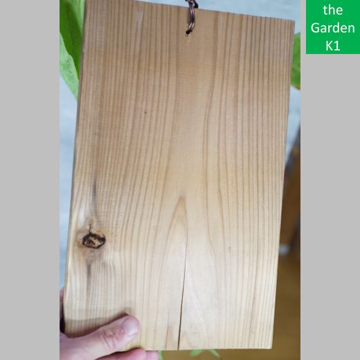 ビカクシダ ステマリア S 012 板付 コウモリラン