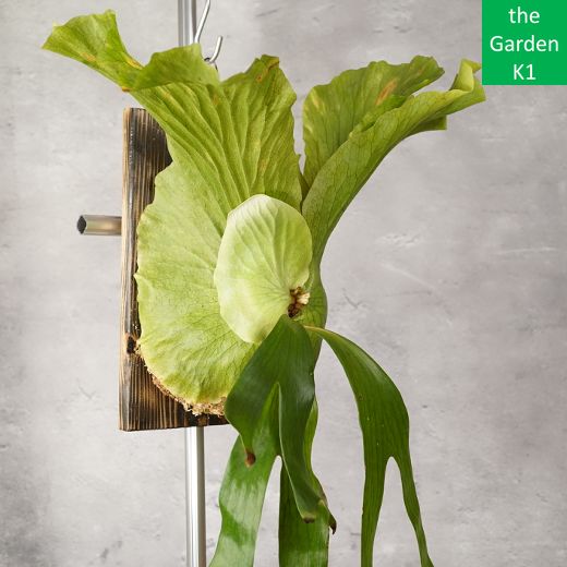 ビカクシダ】ステマリア S012 板付【コウモリラン】 - メルカリ