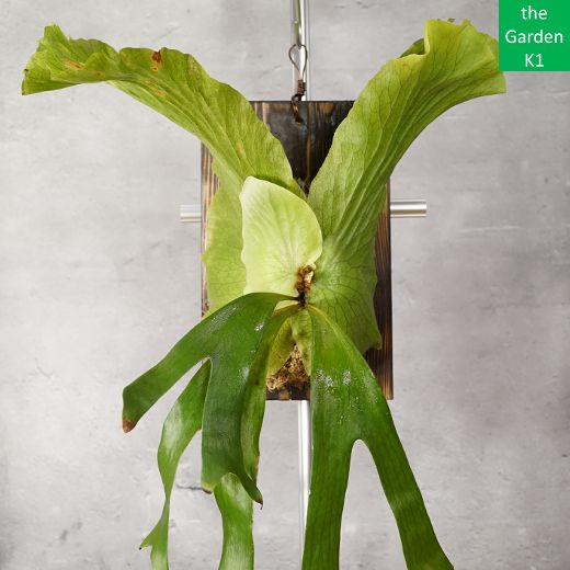 ビカクシダ ステマリア S 012 板付 コウモリラン