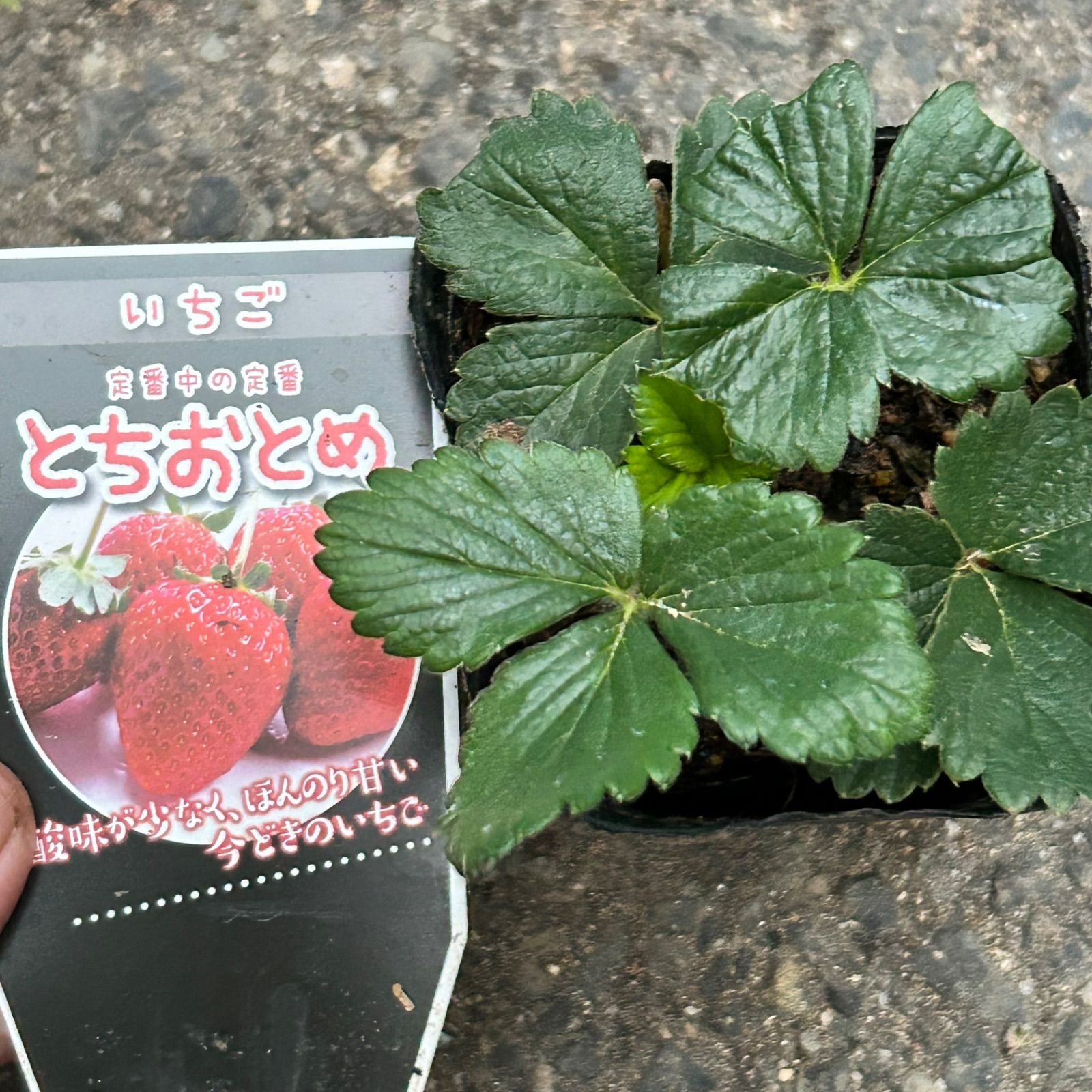 いちご苗 とちおとめ 人気品種 正規品ラベル付き - メルカリ