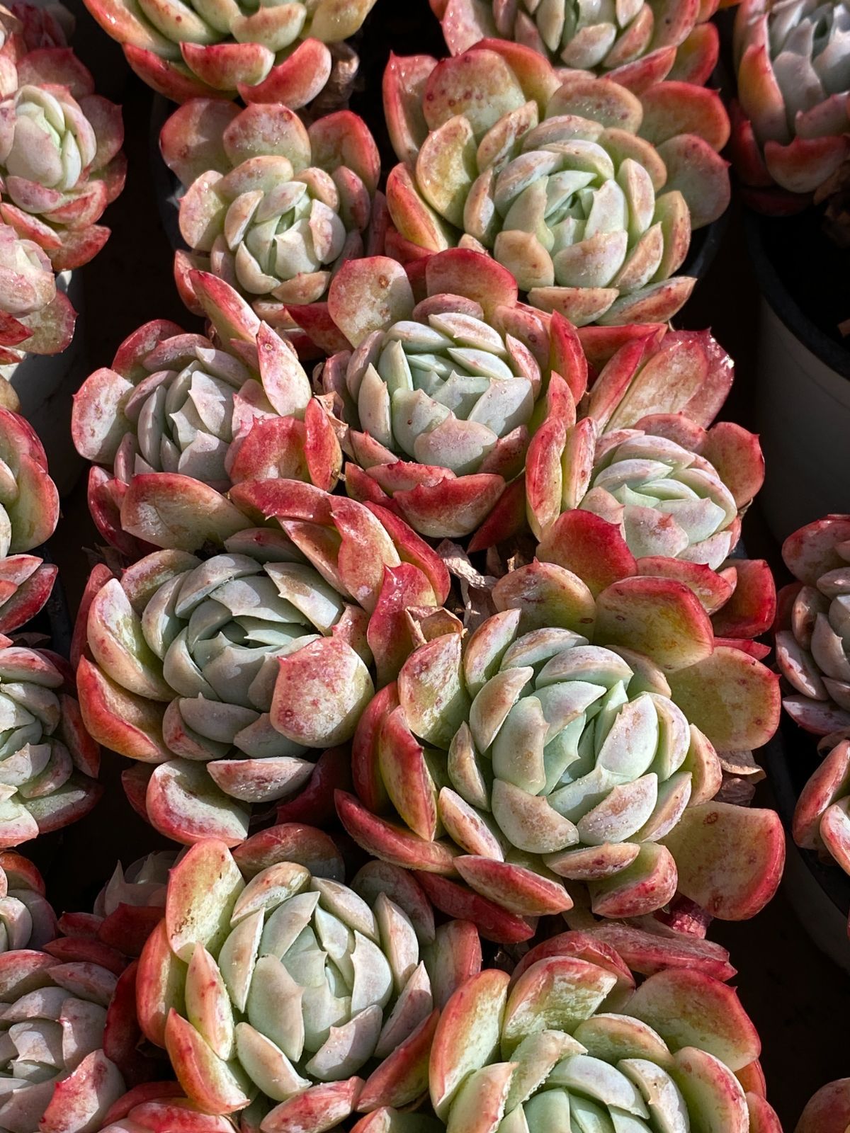 新入荷 ベリー ZZ191×18苗 抜き苗 多肉植物 詰め合わせ アエオニウム