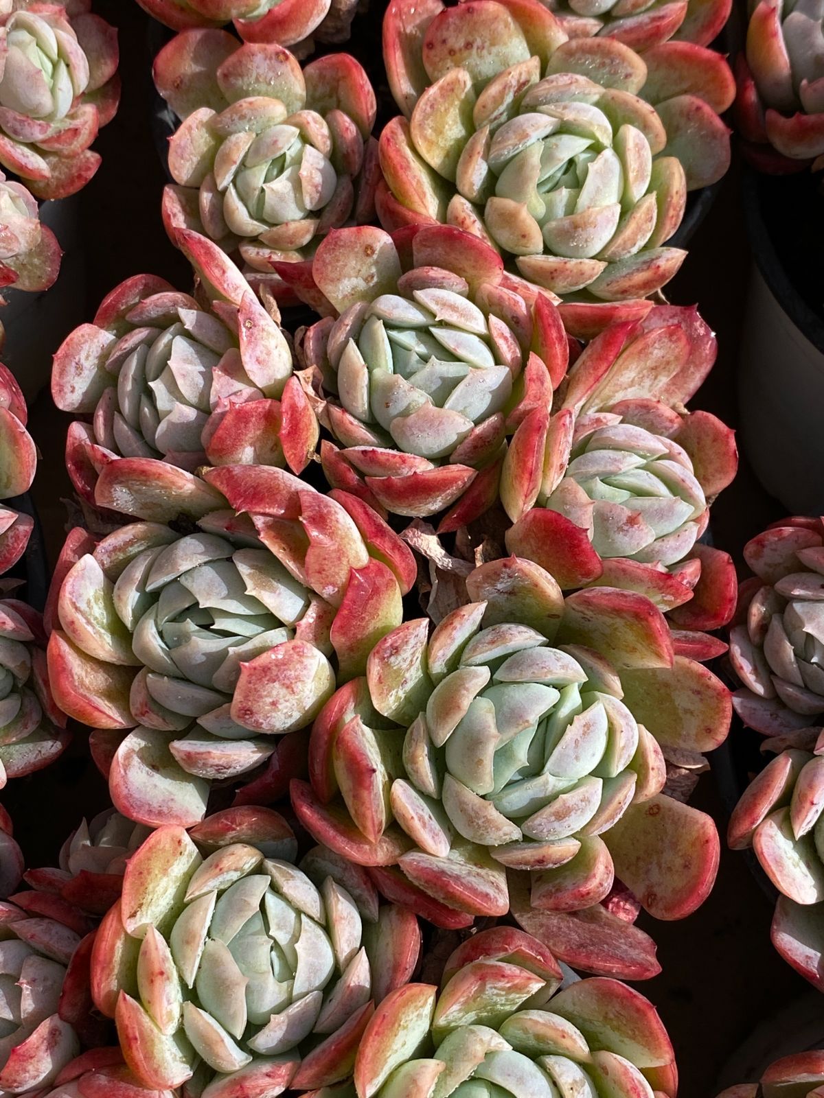 新入荷 ベリー ZZ191×18苗 抜き苗 多肉植物 詰め合わせ アエオニウム