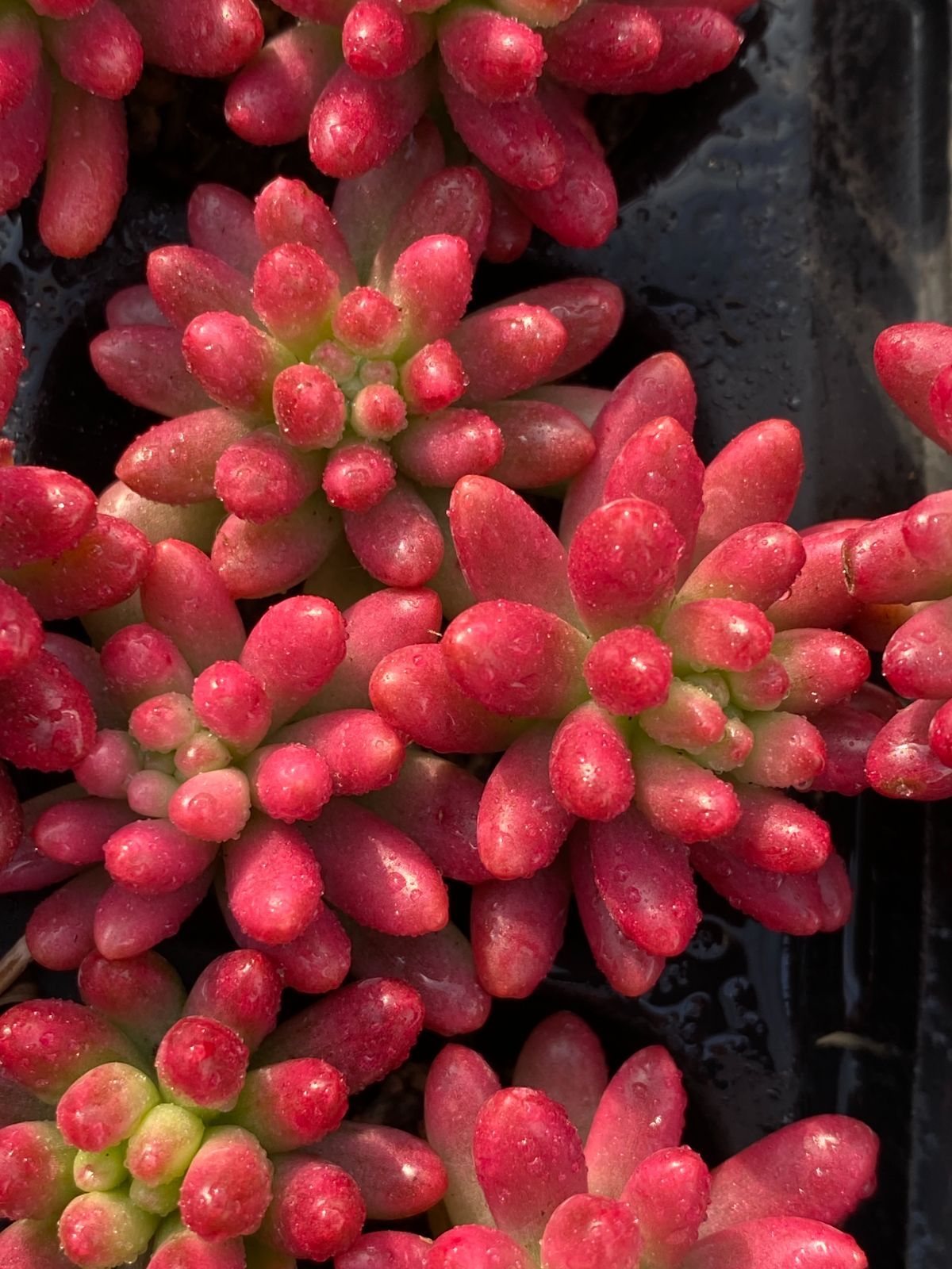 新入荷 虹の玉錦 LGX09×72苗 土付き 多肉植物 詰め合わせ エケベリア