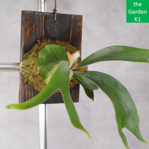 ビカクシダ】ブルーダイアモンド #1 幼苗 BD20002 板付け【コウモリ