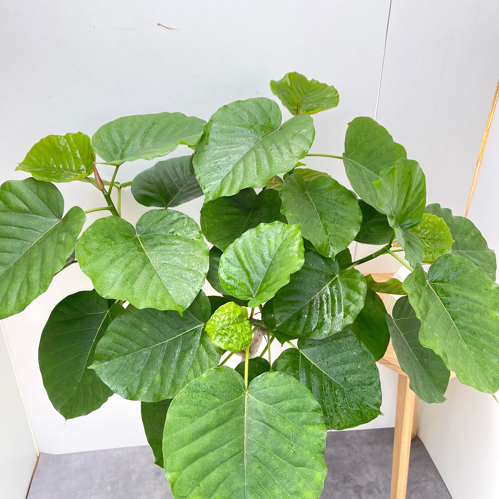 フィカス ウンベラータ 曲がり 32【現品】観葉植物 室内 大型 - メルカリ