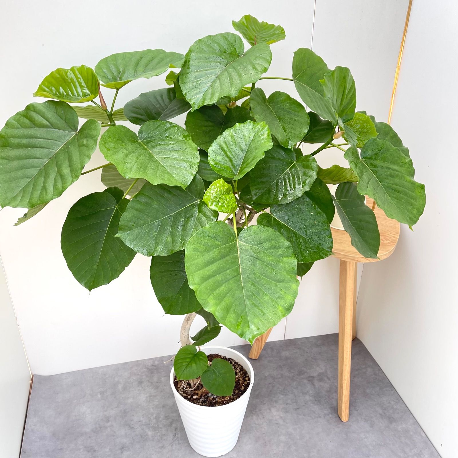 送料無料】無印良品 大型 観葉植物 フィカスウンベラータ 200cm曲がり
