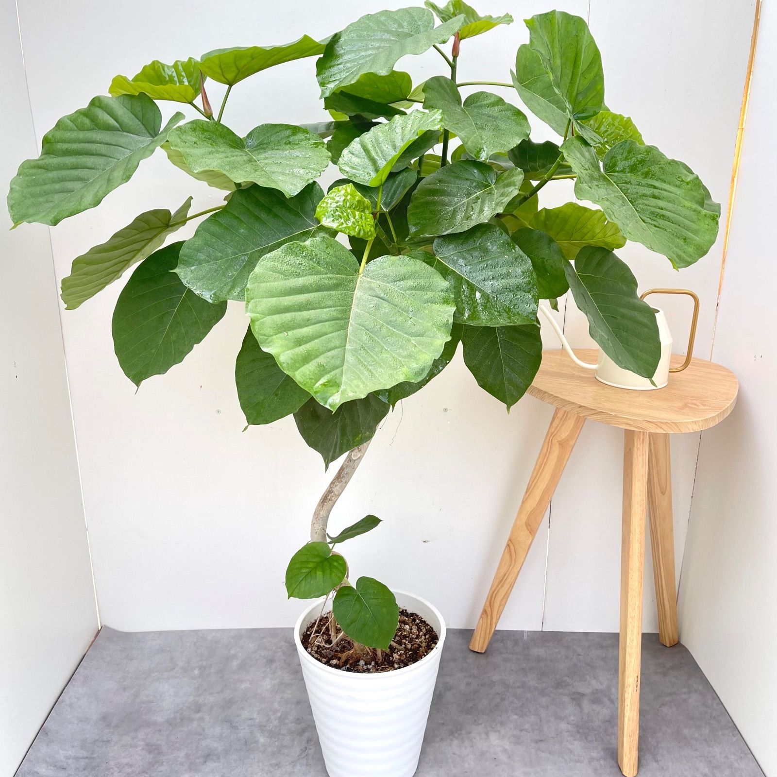 フィカス ウンベラータ 曲がり 32【現品】観葉植物 室内 大型 - メルカリ