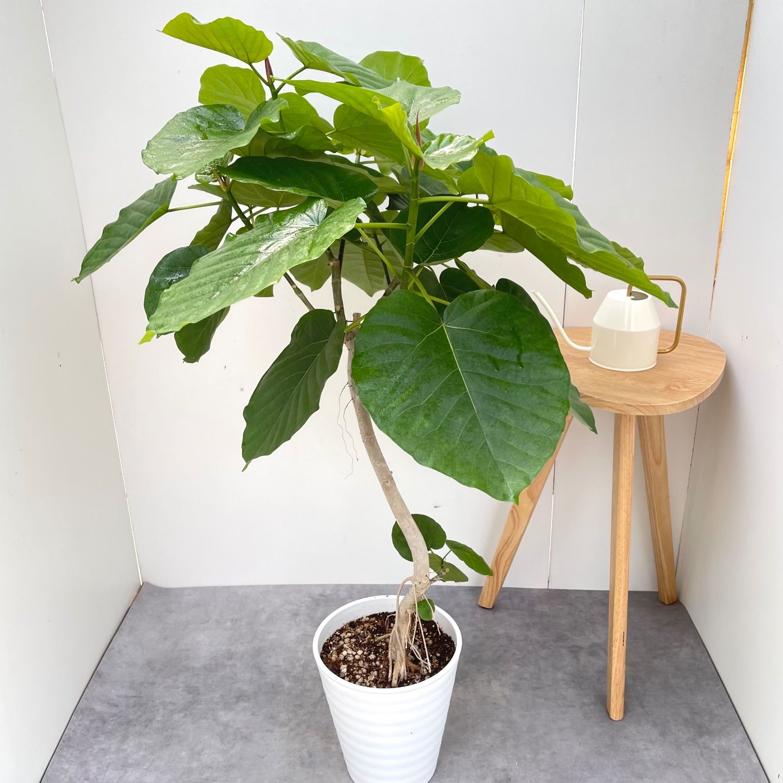 フィカス ウンベラータ 曲がり 32【現品】観葉植物 室内 大型 - メルカリ