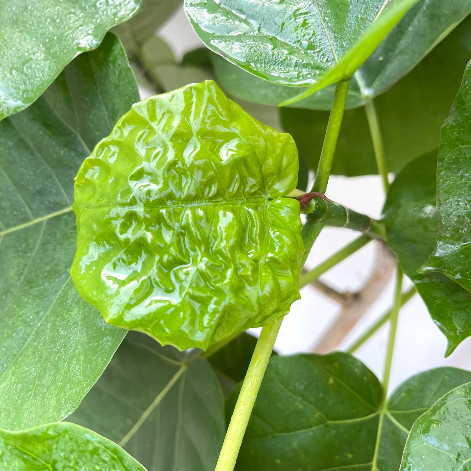 フィカス ウンベラータ 曲がり 32【現品】観葉植物 室内 大型 - メルカリ