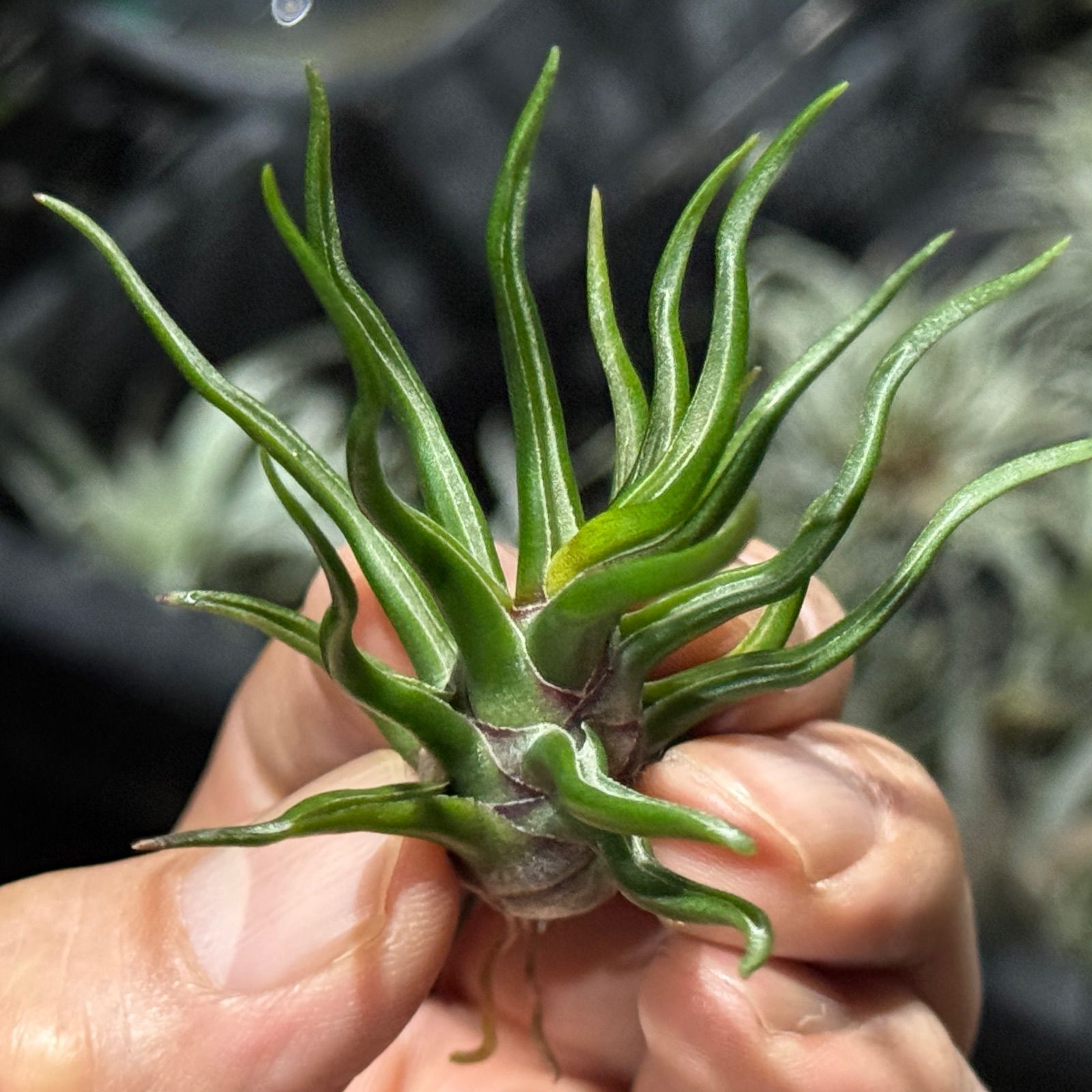 現品＊ 極上＊チランジア ブルボーサ タイニーダンサー Tillandsia