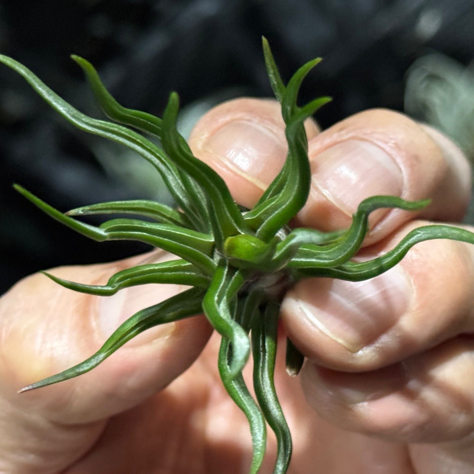 現品＊ 極上＊チランジア ブルボーサ タイニーダンサー Tillandsia