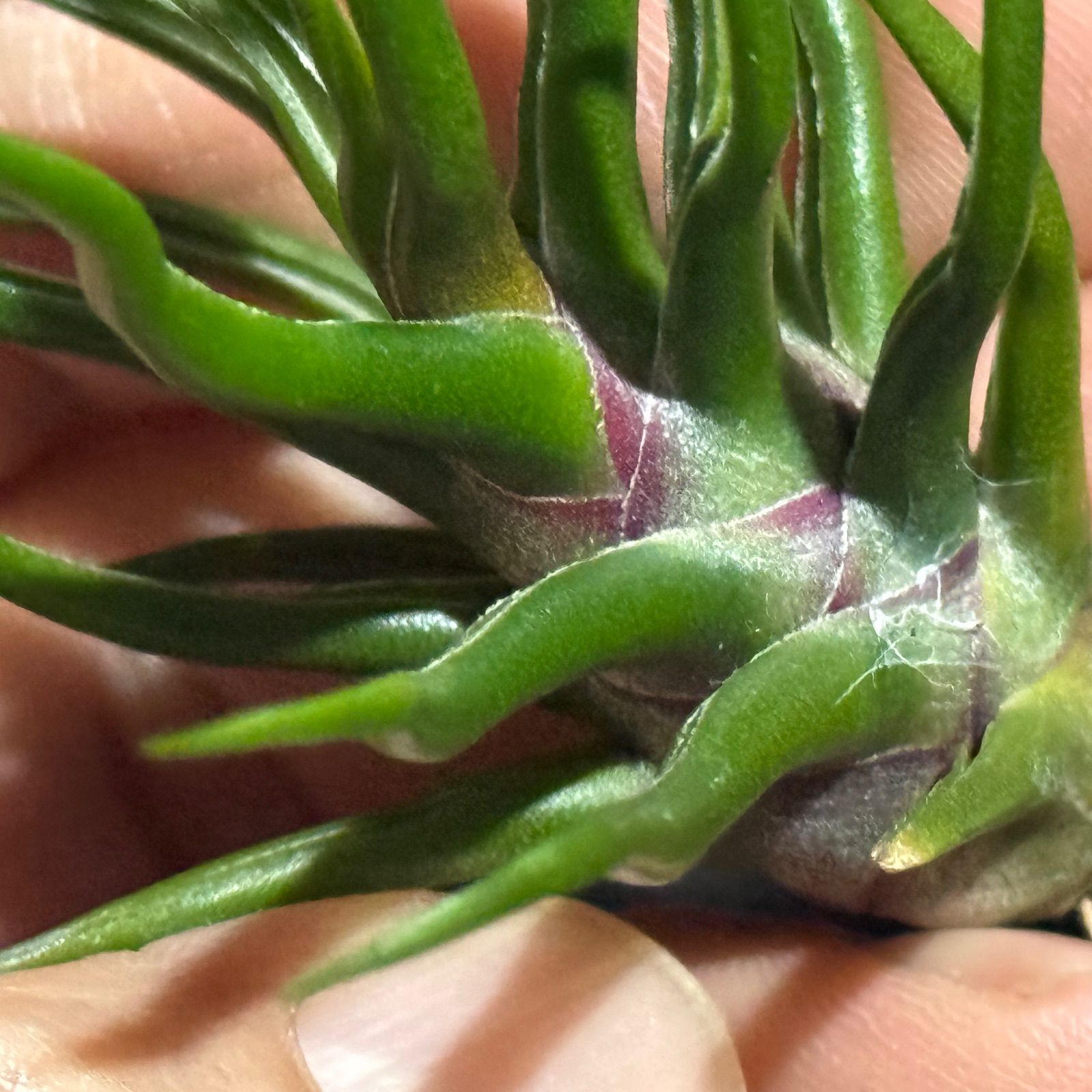 現品＊ 極上＊チランジア ブルボーサ タイニーダンサー Tillandsia