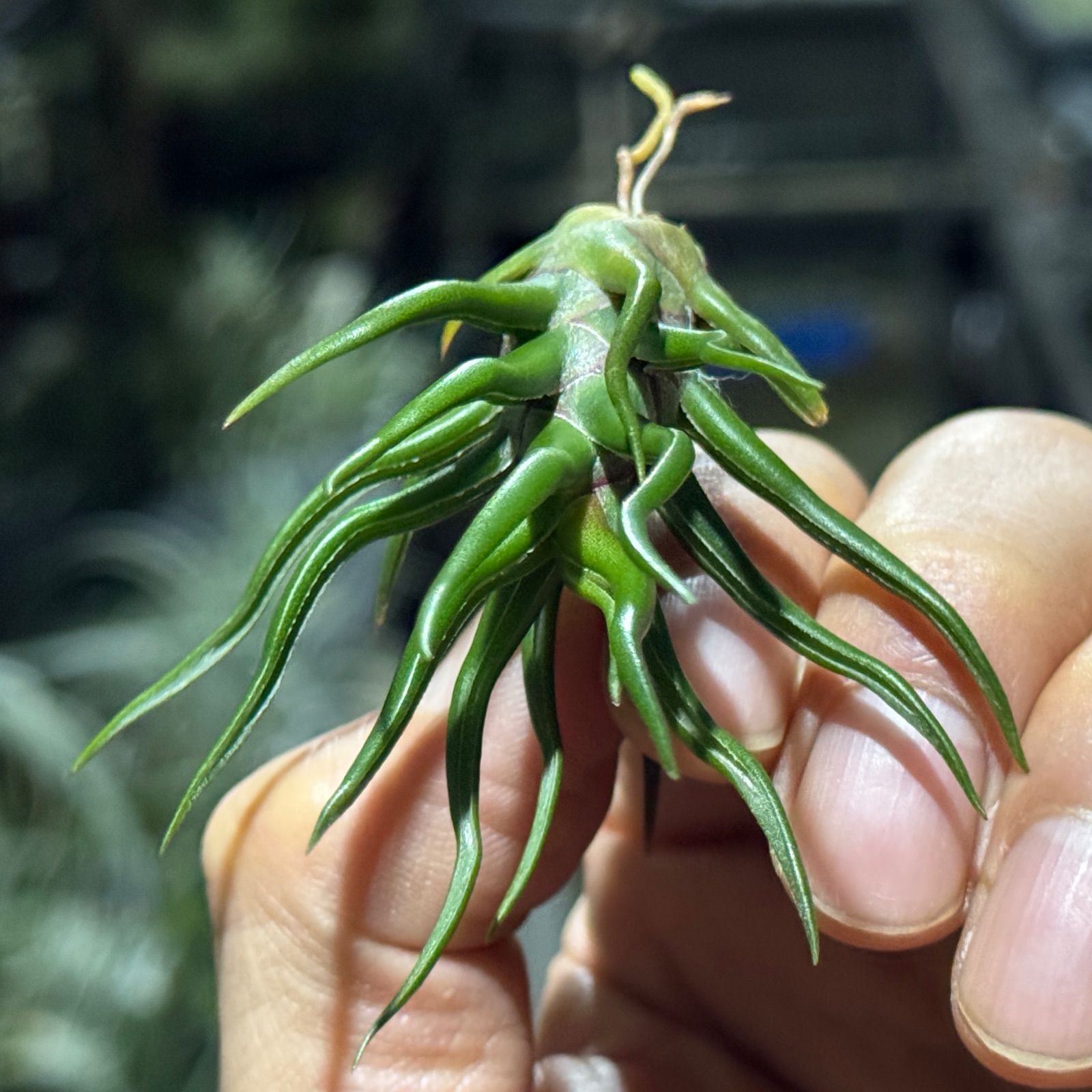 現品＊ 極上＊チランジア ブルボーサ タイニーダンサー Tillandsia