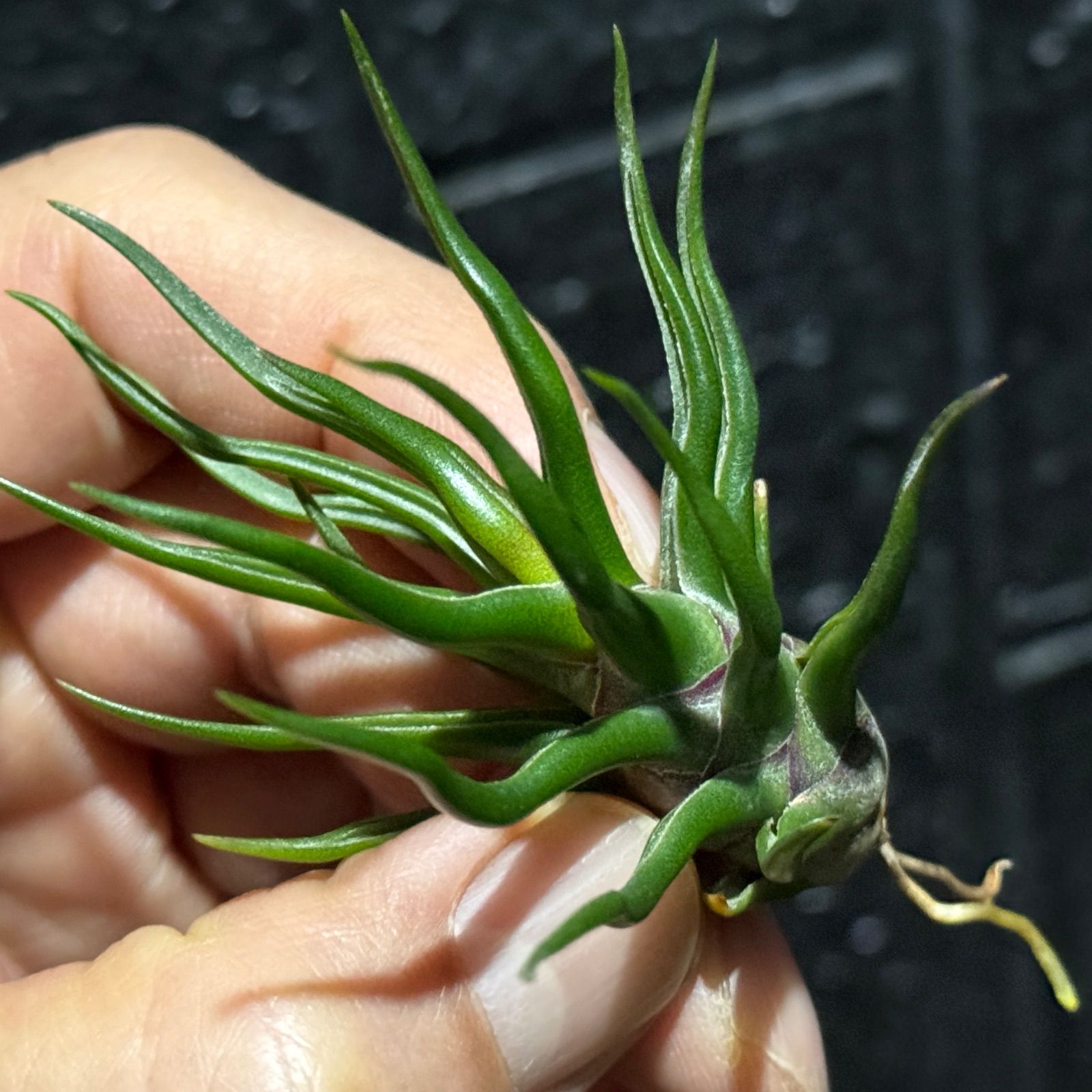 現品＊ 極上＊チランジア ブルボーサ タイニーダンサー Tillandsia