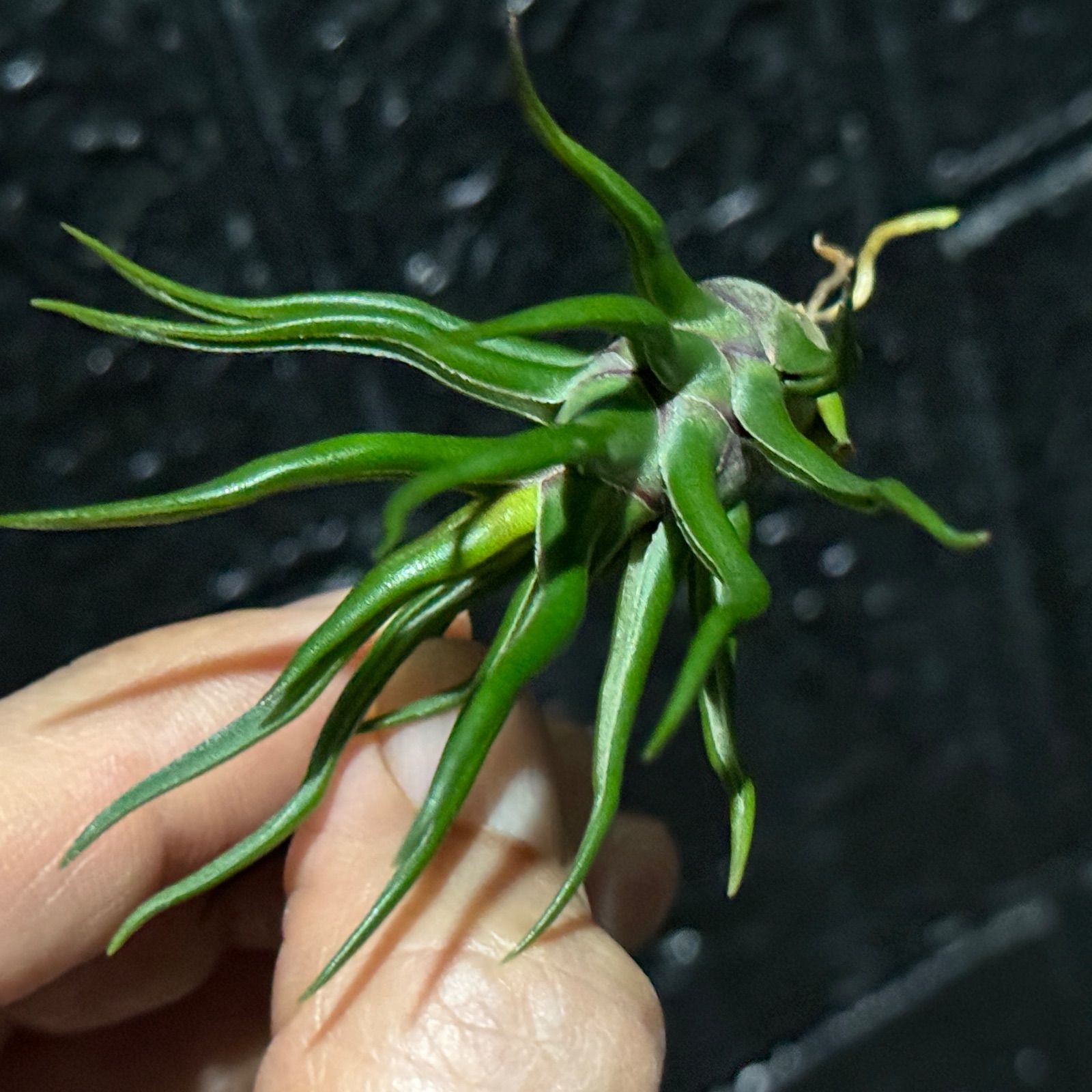 現品＊ 極上＊チランジア ブルボーサ タイニーダンサー Tillandsia