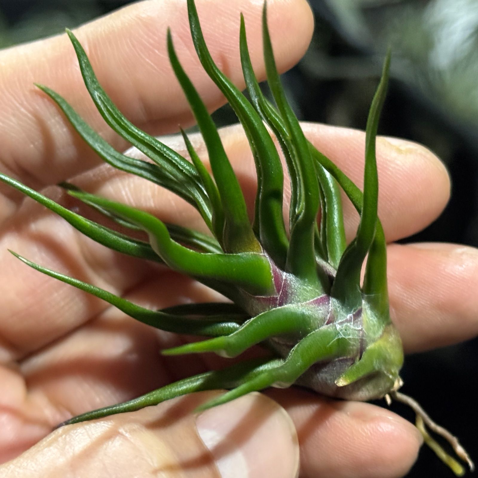 現品* 上*チランジア ブルボーサ タイニーダンサー Tillandsia bulbosa Tiny Dancer*エアプランツ フラワーショップ江口