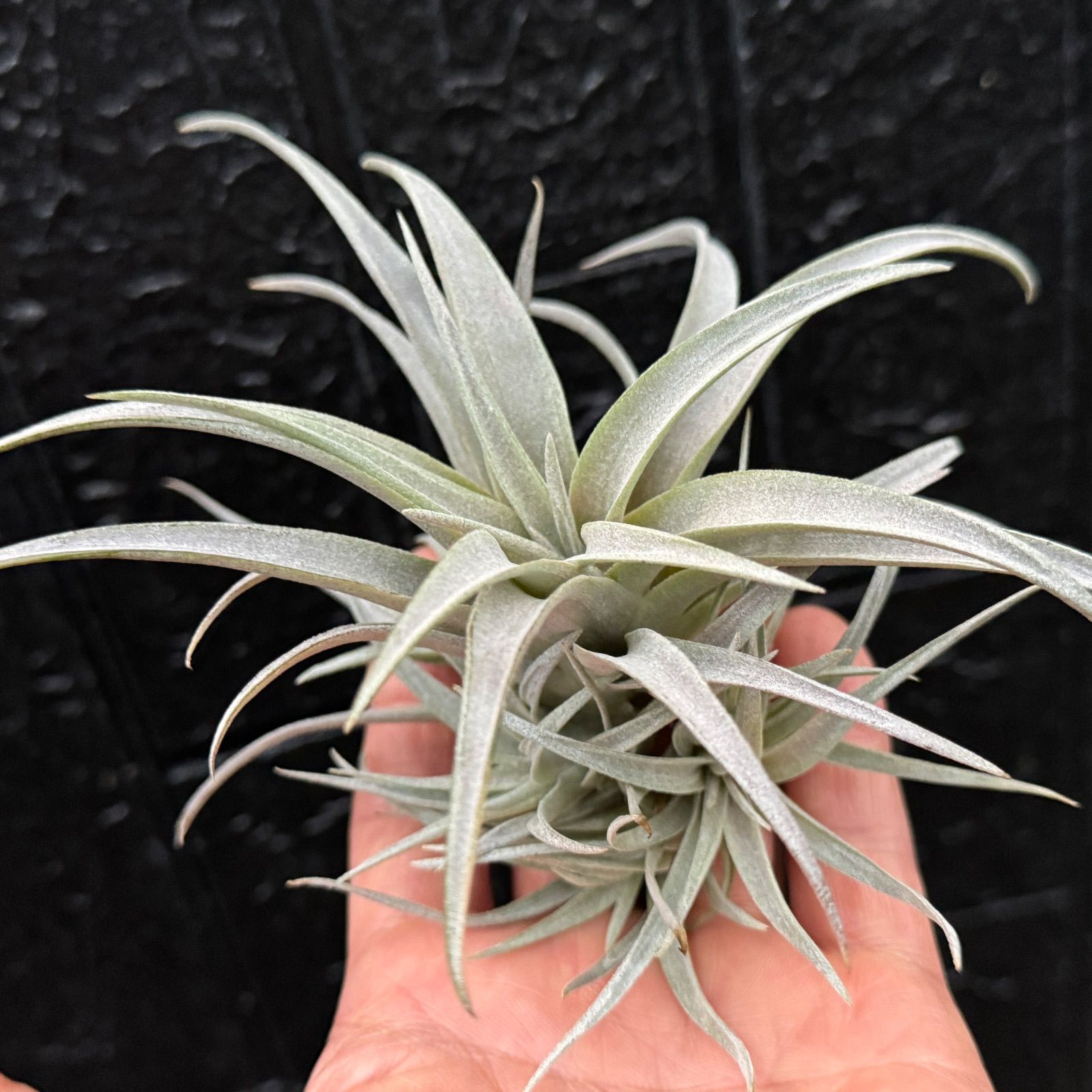 ギリエシークランプ　Tillandsia 現品＊ 子だくさん特大クランプ＊ チランジア チアペンシス Tillandsia