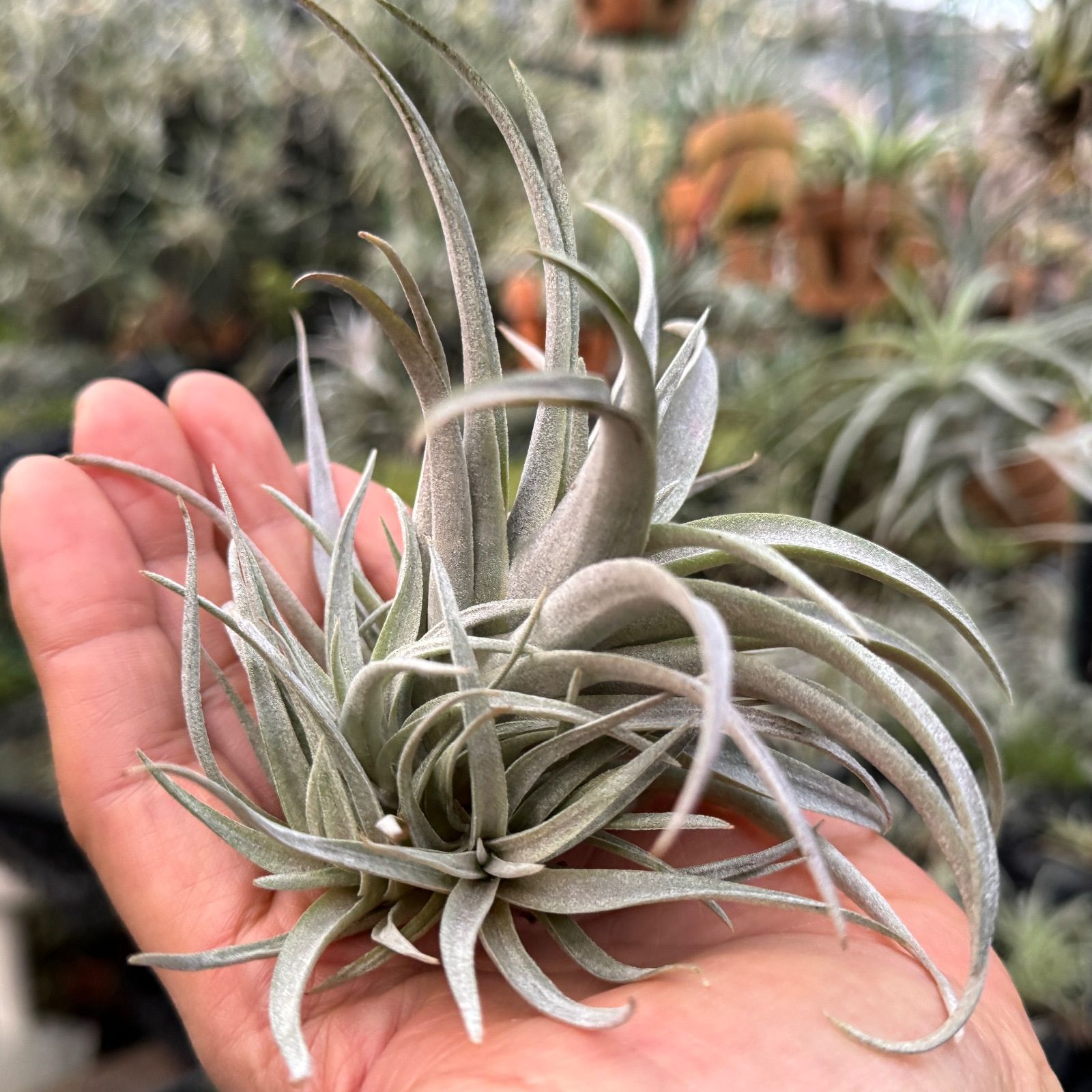 現品＊ 子だくさん特大クランプ＊ チランジア チアペンシス Tillandsia