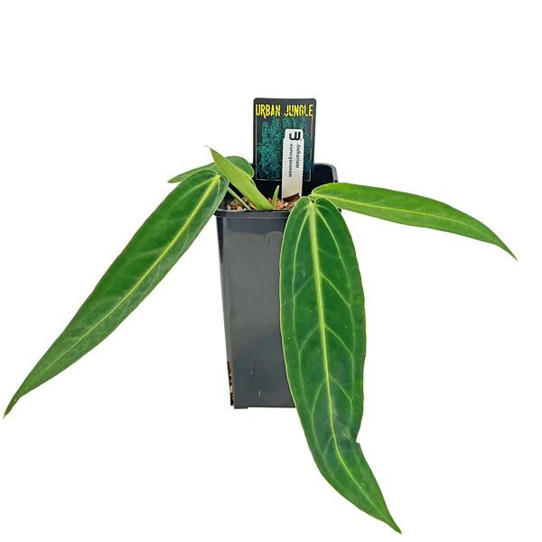 現品販売 アンスリウム ワロクアーナム 4 5号 アーバンジャングル Anthurium warocqueanum 観葉植物