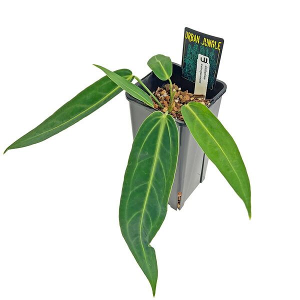 現品販売 アンスリウム ワロクアーナム 4.5号 アーバンジャングル Anthurium warocqueanum 観葉植物