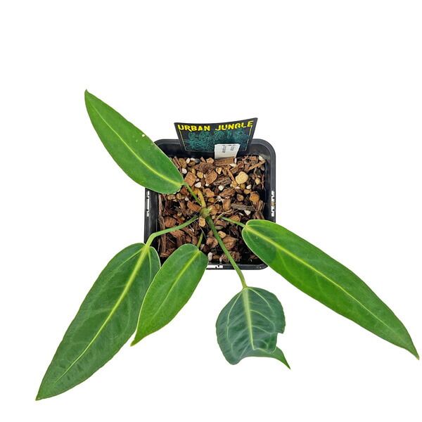 現品販売 アンスリウム ワロクアーナム 4.5号 アーバンジャングル Anthurium warocqueanum 観葉植物