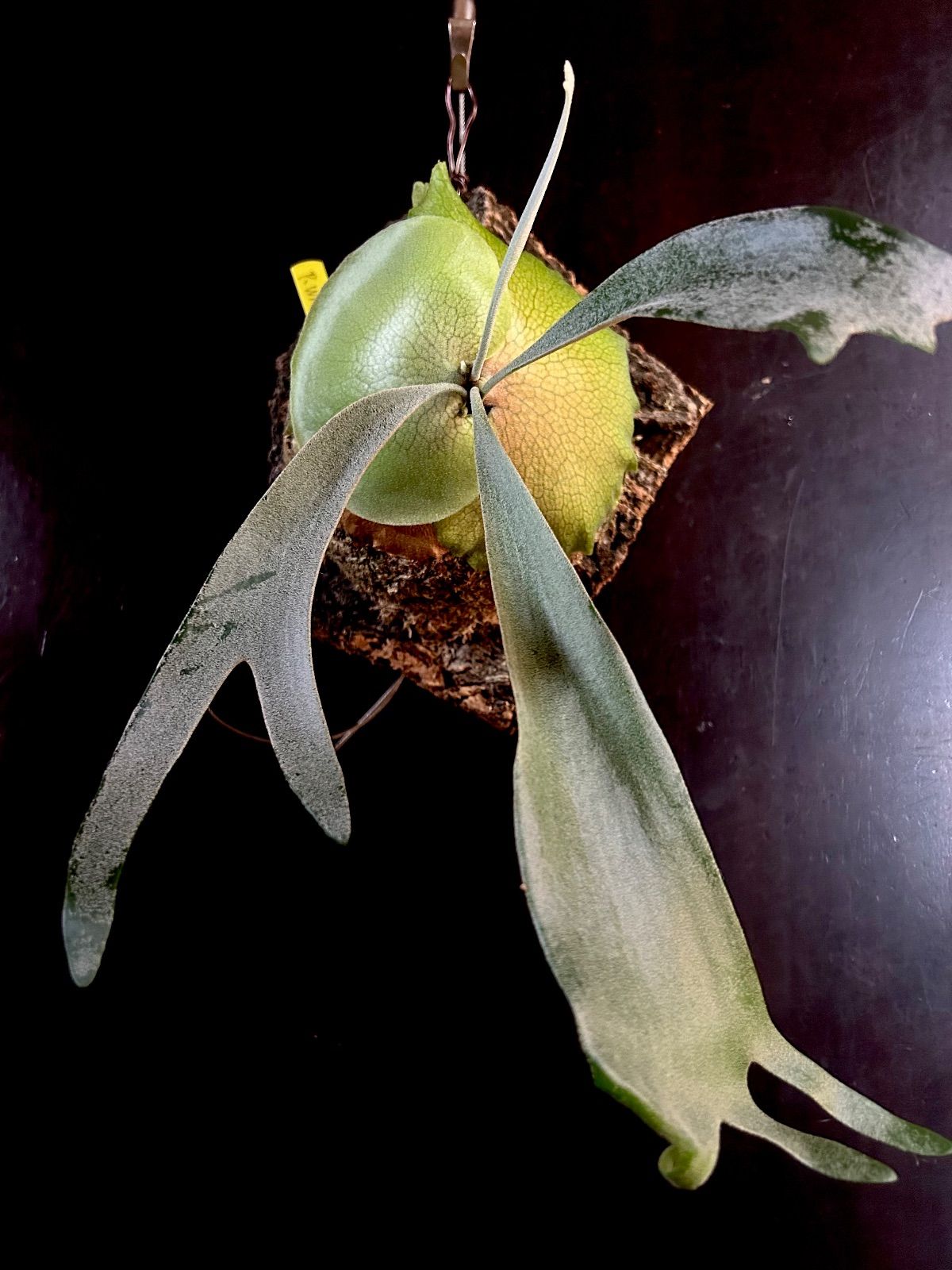 ホワイトホーク