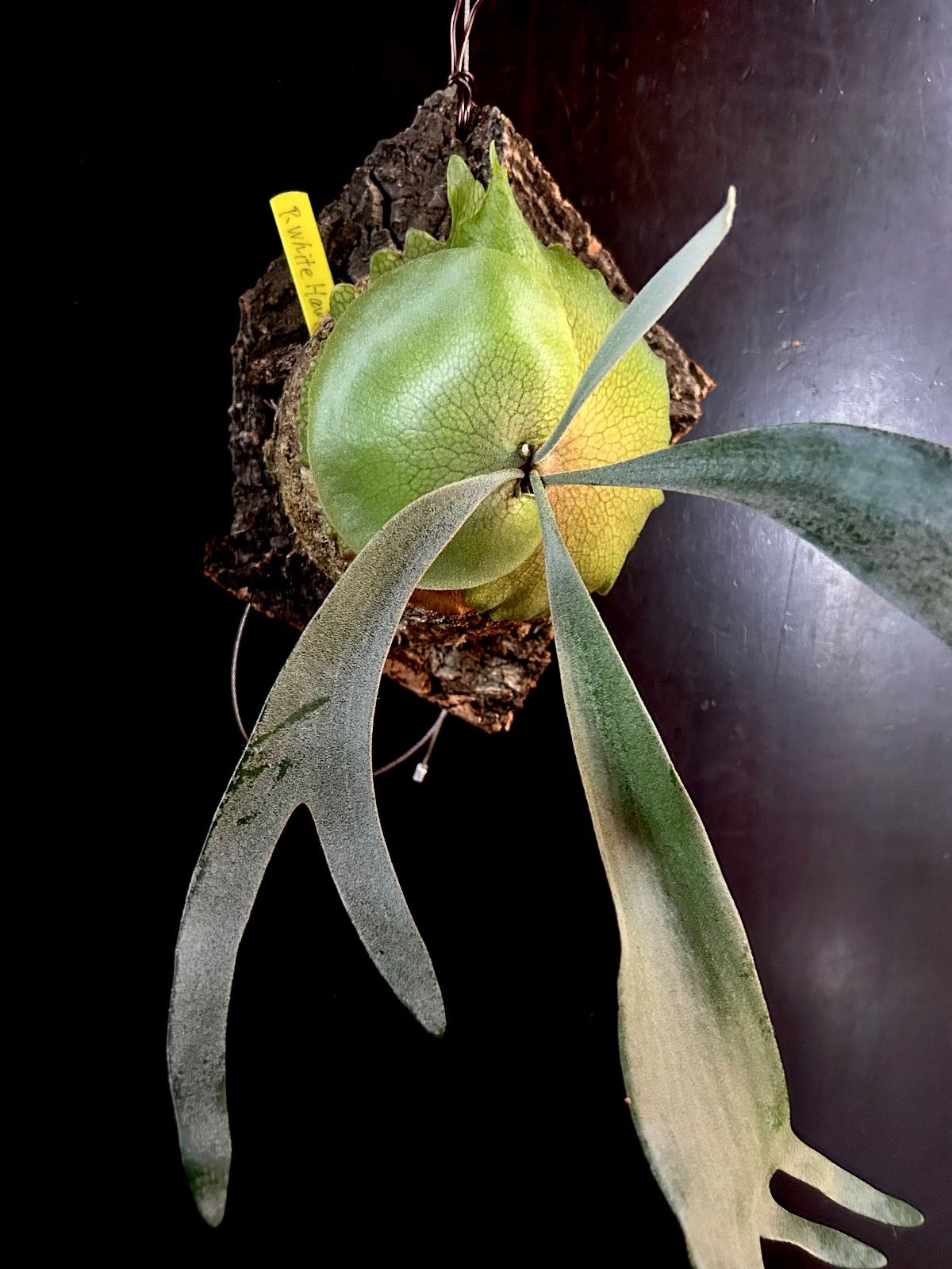 P White Hawk ホワイトホーク