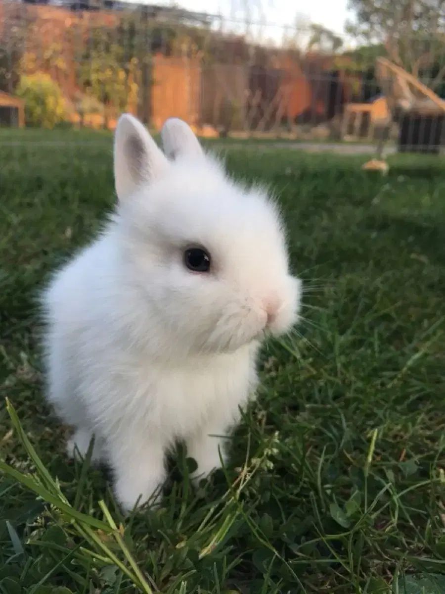 ウィウィミユ BLACKUP トップス ブーツカット まとめ