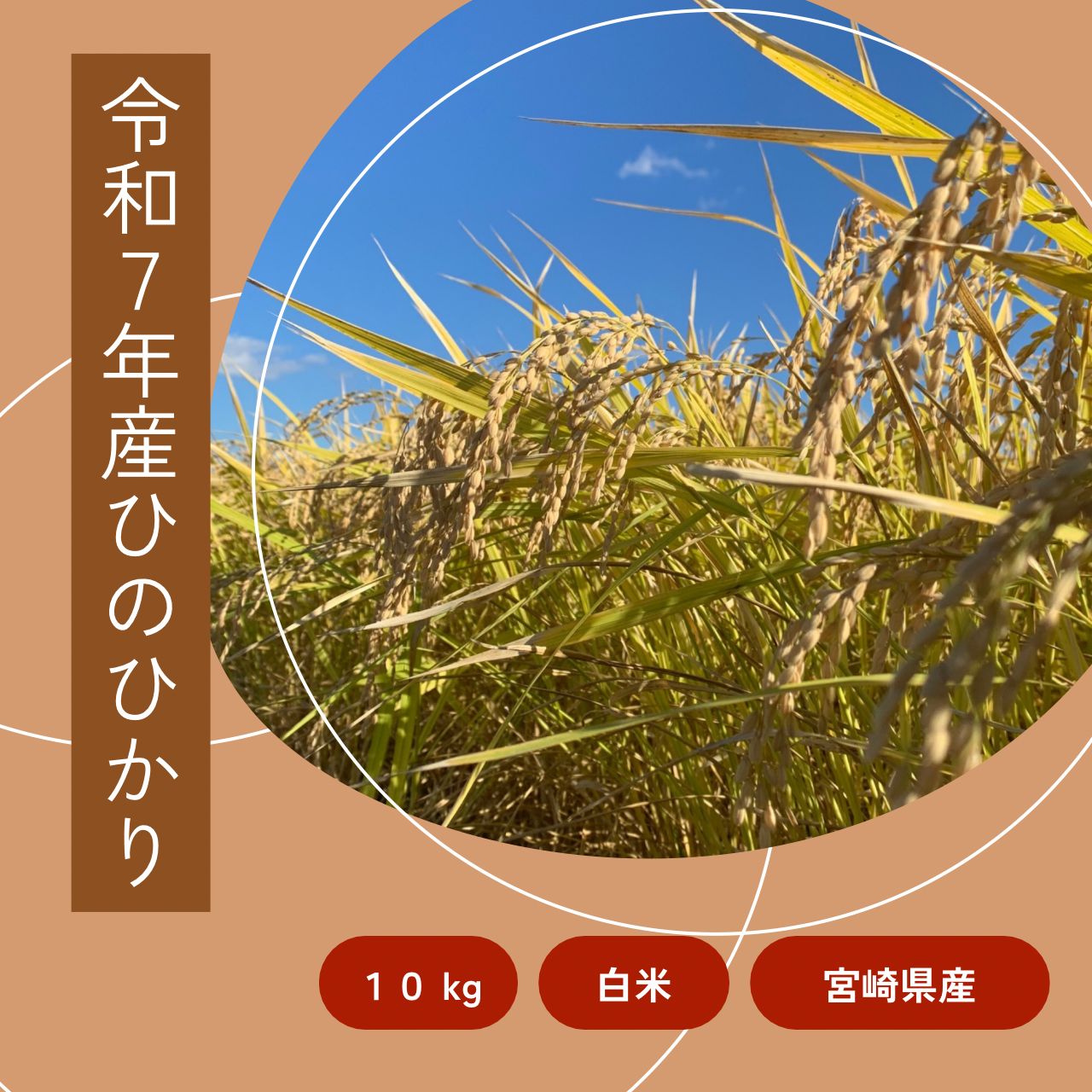 令和7年産 宮崎県産ひのひかり 10kg 白米 送料無料 - メルカリ