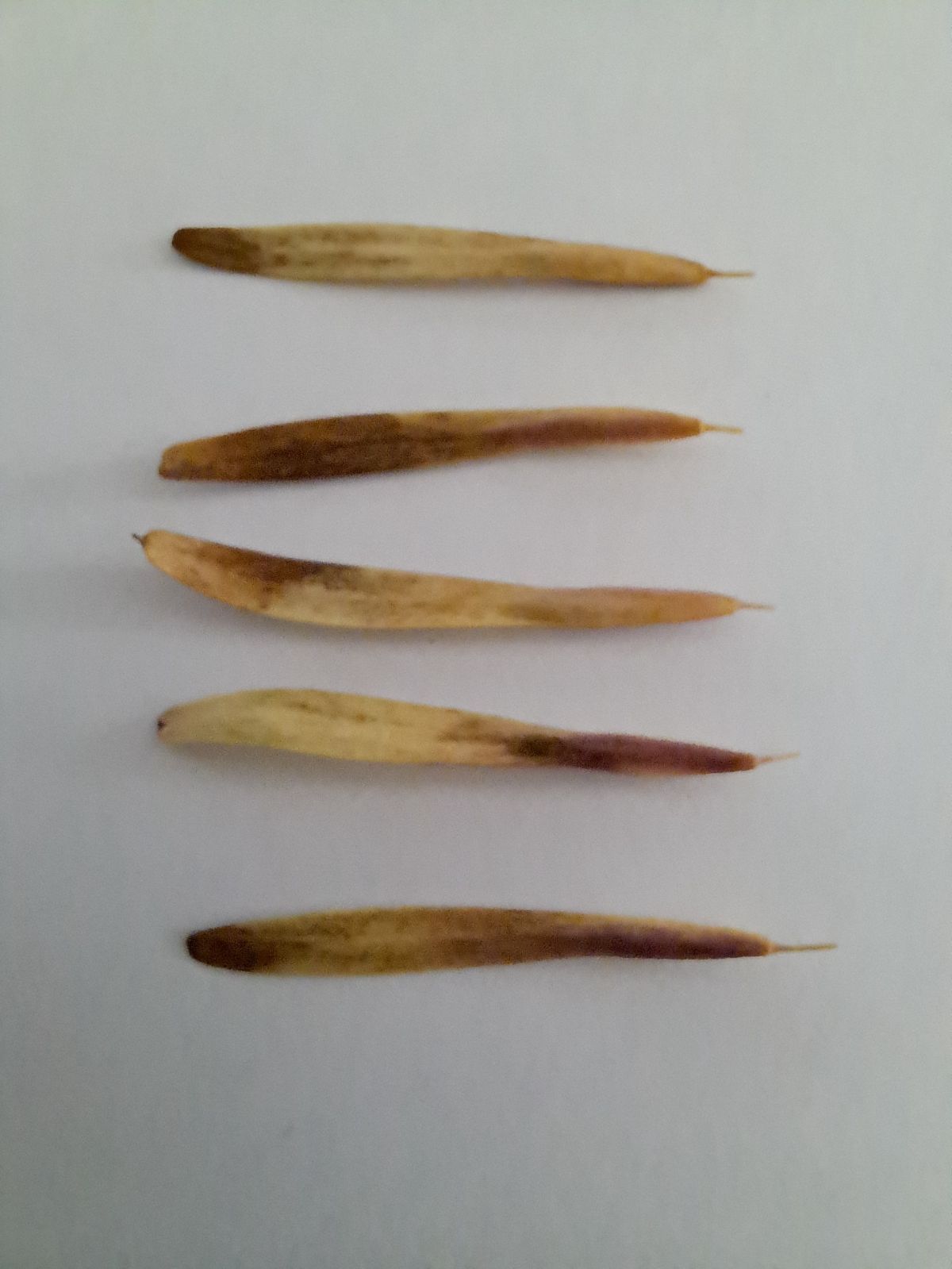 種】アオダモ 500粒 - メルカリ