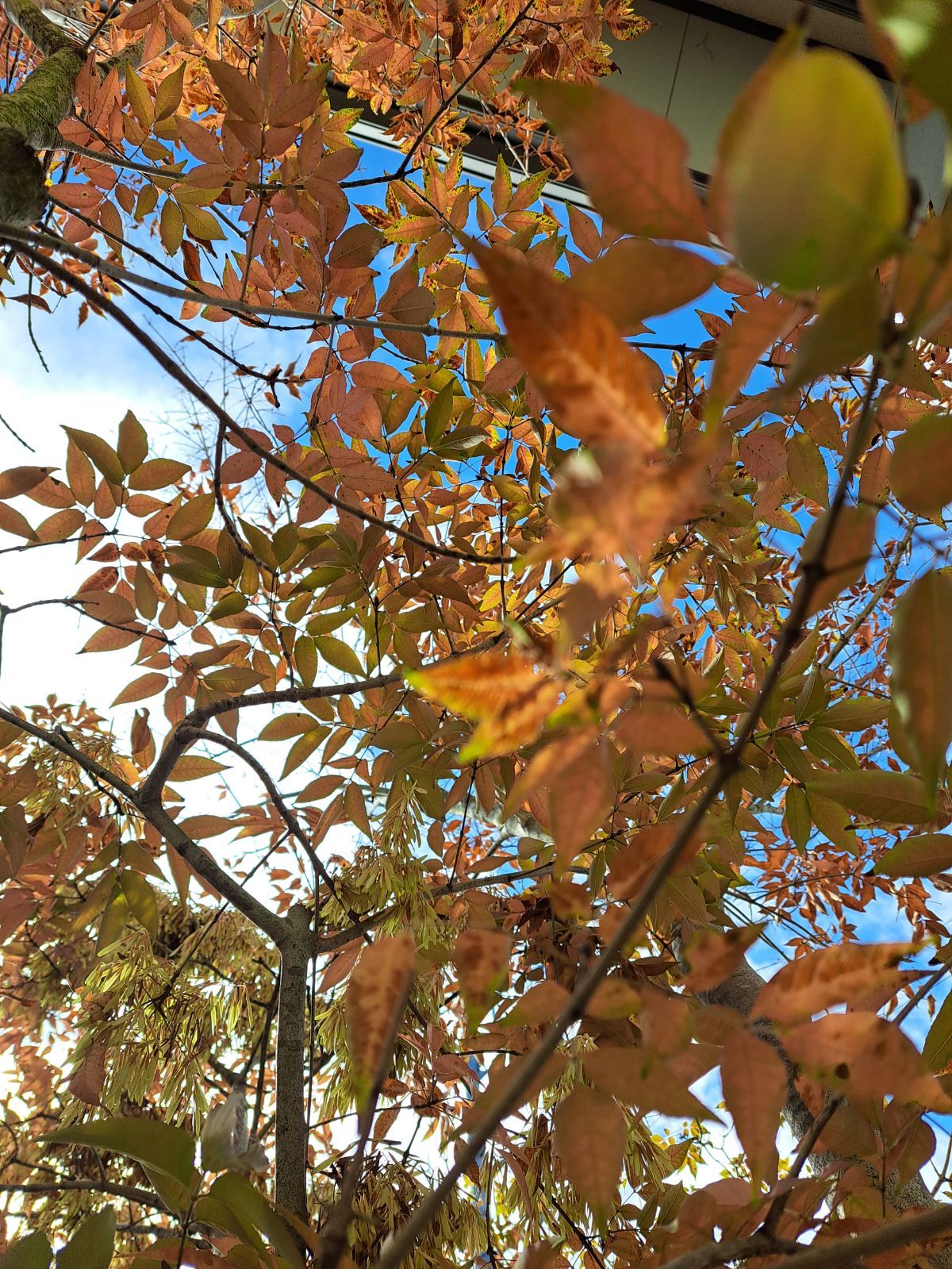 種】アオダモ 500粒 - メルカリ