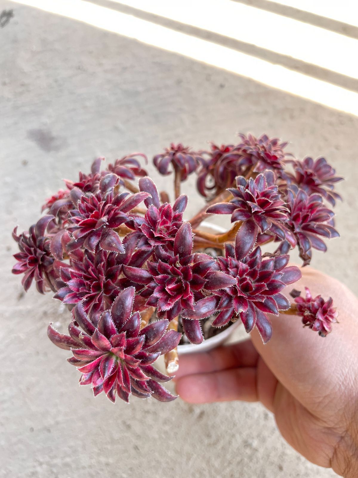 新入荷 14㎝ 血色鳳凰 1株限定 多肉植物 韓国苗 アエオニウム属 他店