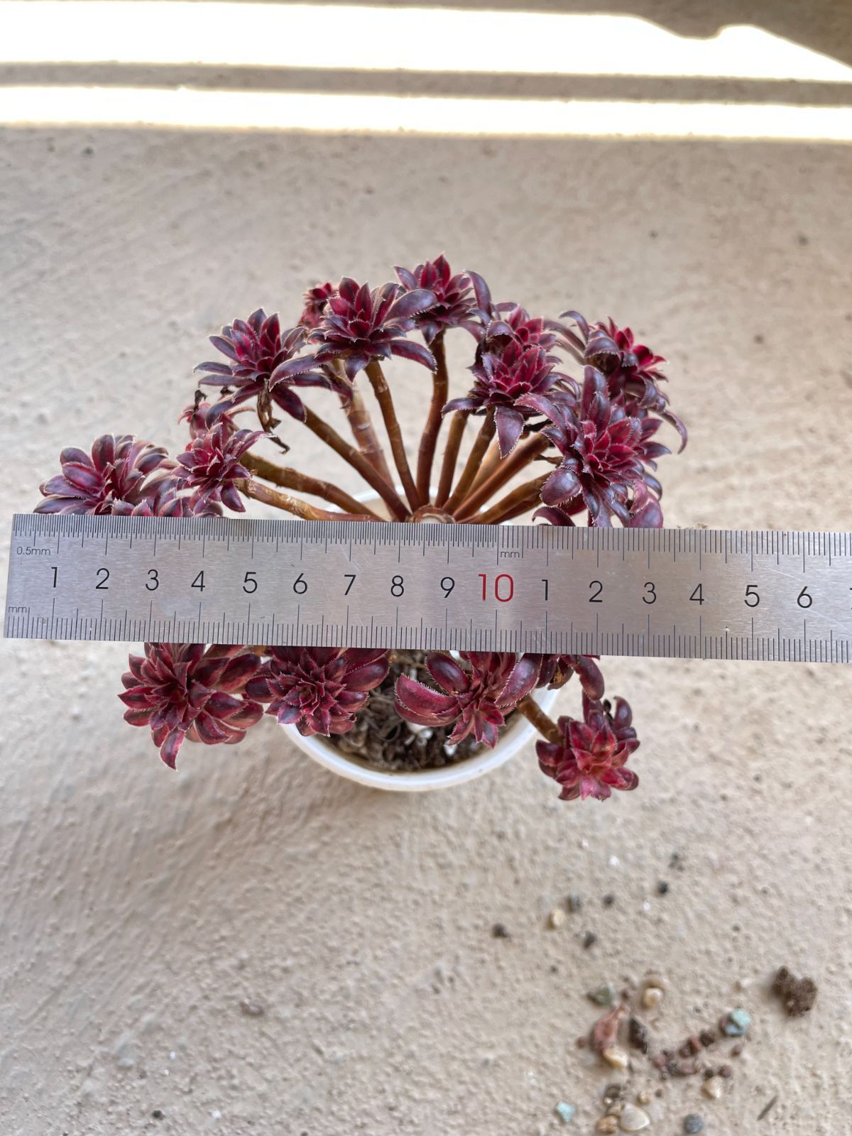 新入荷 14㎝ 血色鳳凰 1株限定 多肉植物 韓国苗 アエオニウム属 他店