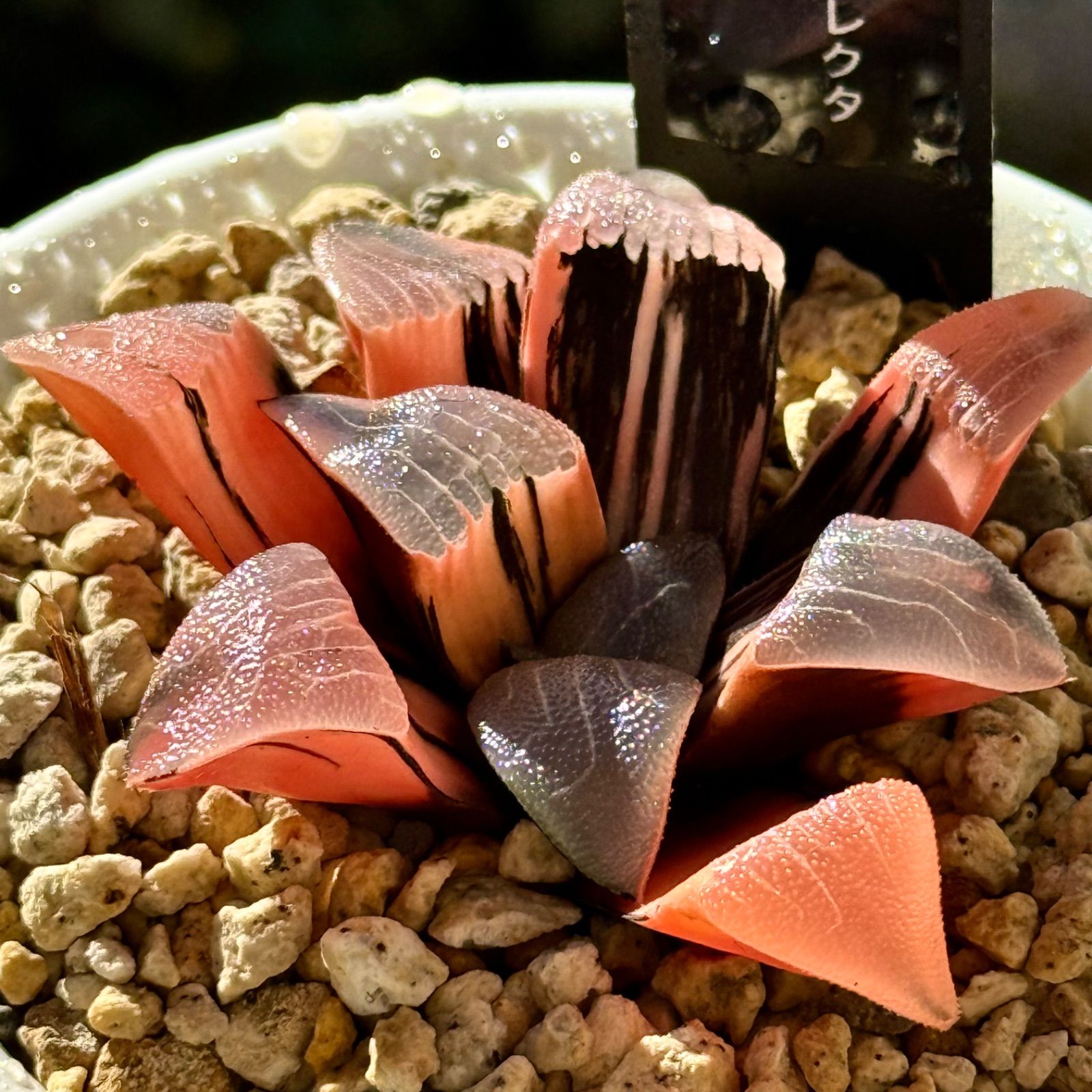 実生コレクタ錦 特選株 H 1903