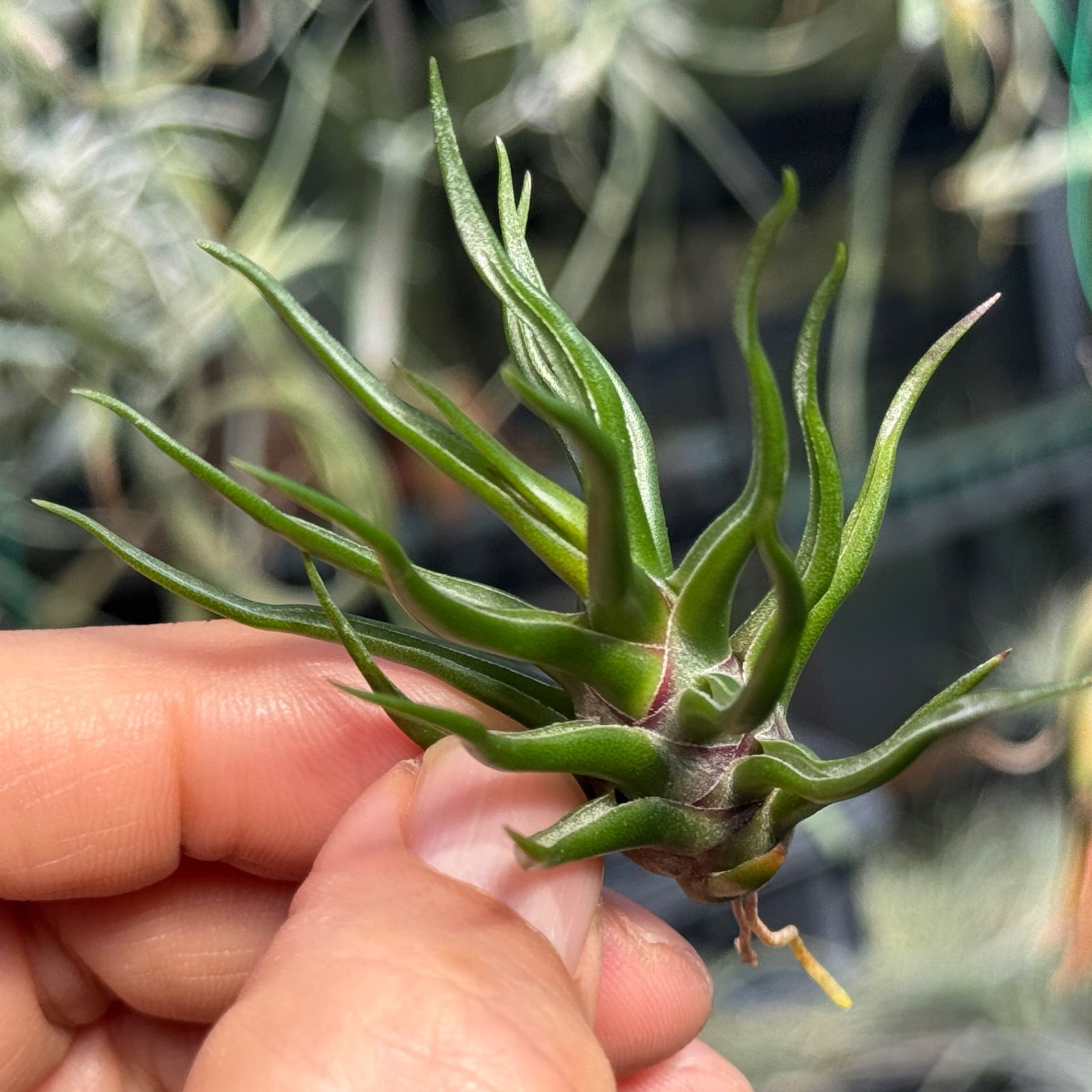 現品＊ 極上＊チランジア ブルボーサ タイニーダンサー Tillandsia