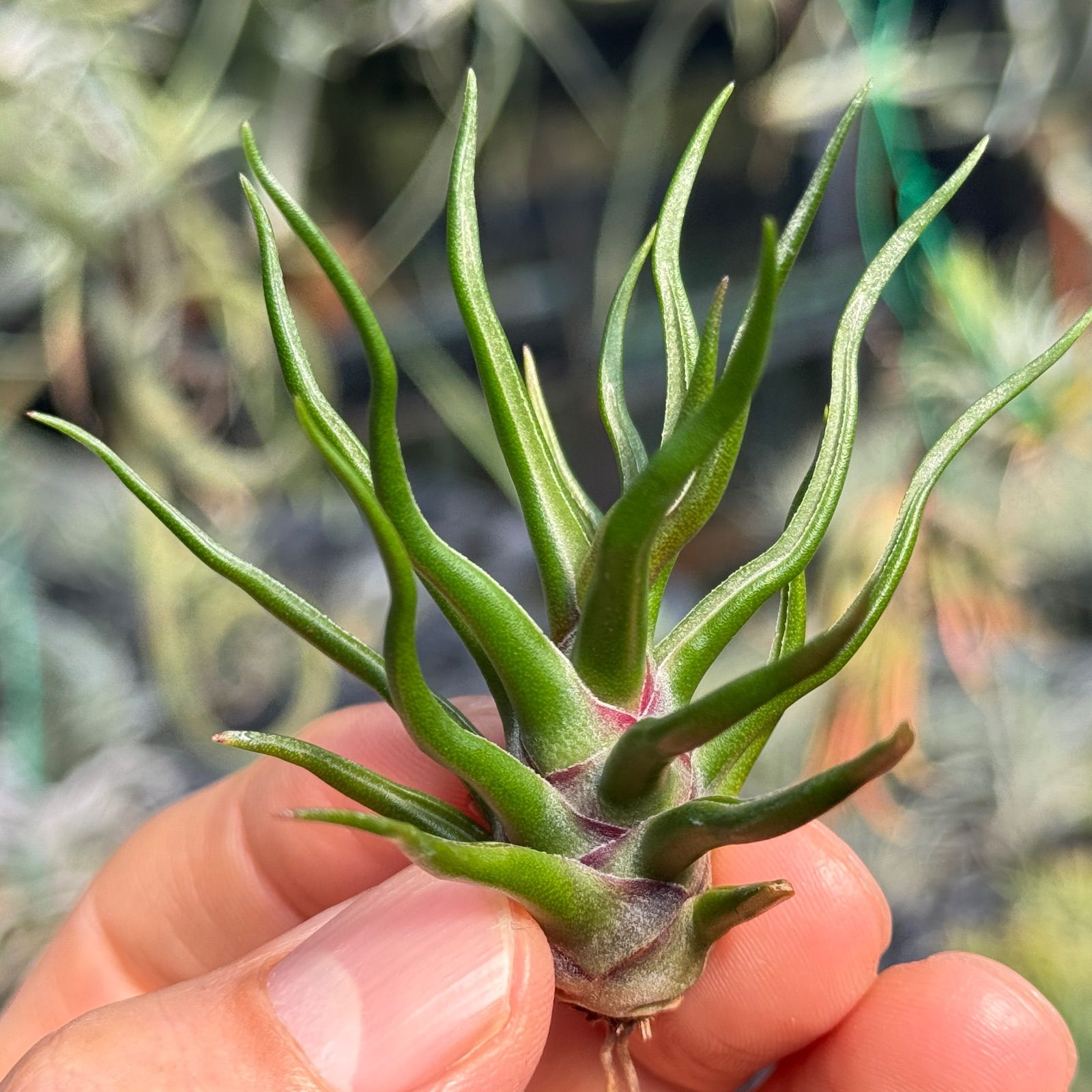 現品＊ 極上＊チランジア ブルボーサ タイニーダンサー Tillandsia