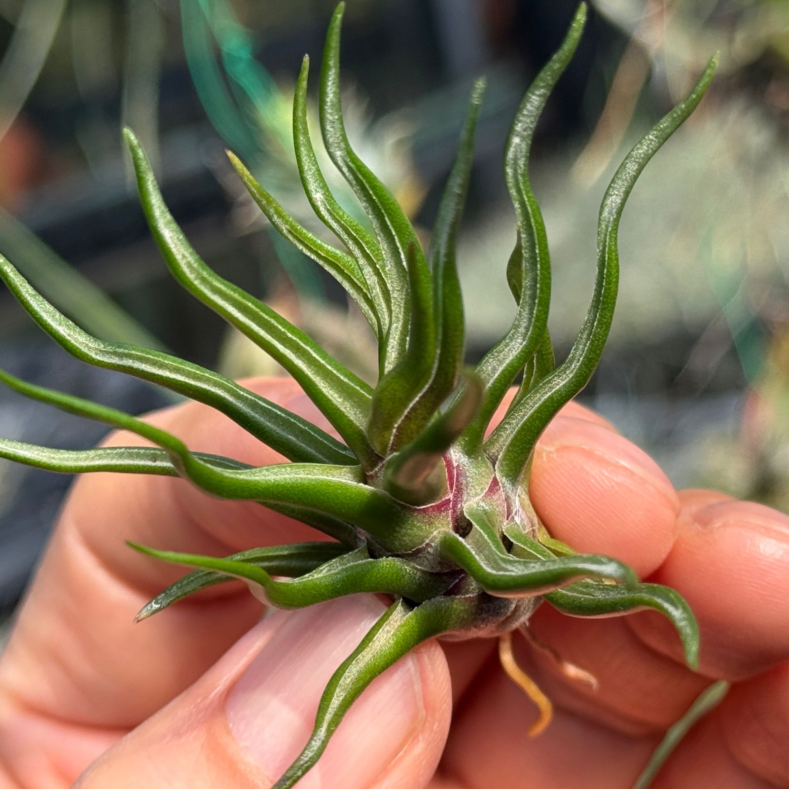 現品＊ 極上＊チランジア ブルボーサ タイニーダンサー Tillandsia