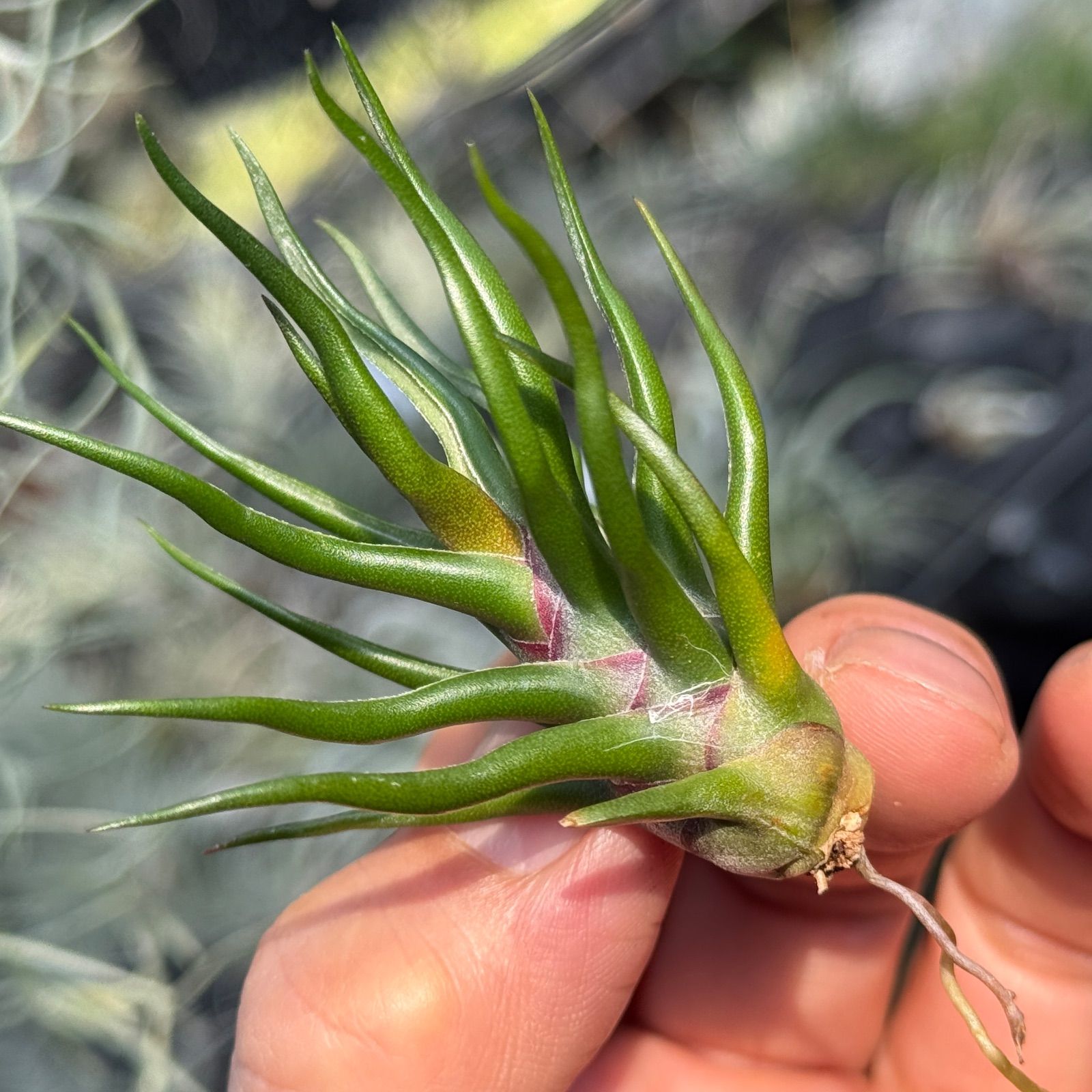 現品＊ 極上＊チランジア ブルボーサ タイニーダンサー Tillandsia