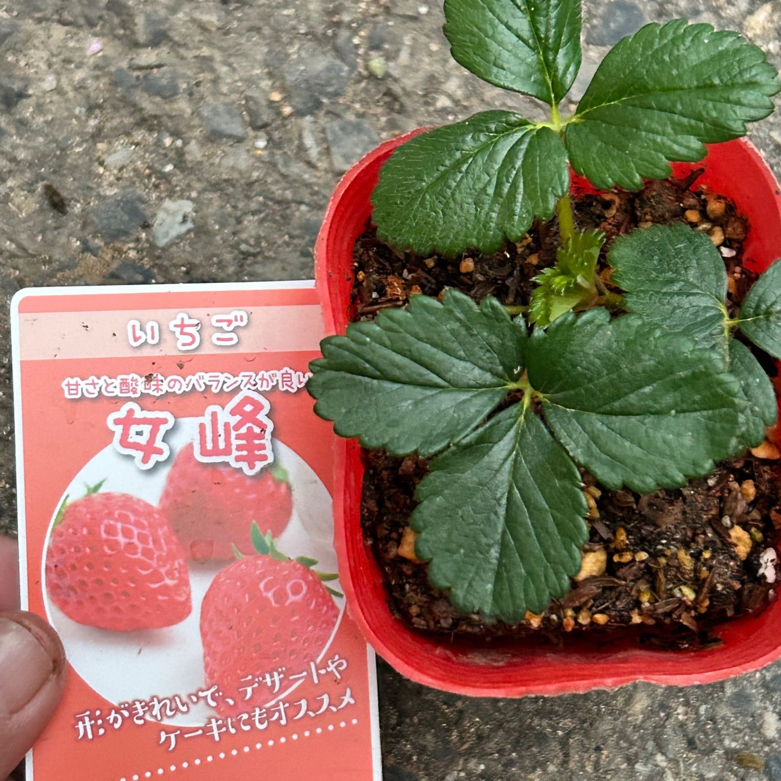 高級いちご苗 6種セット 正規品ラベル付き 宅急便発送致します - メルカリ